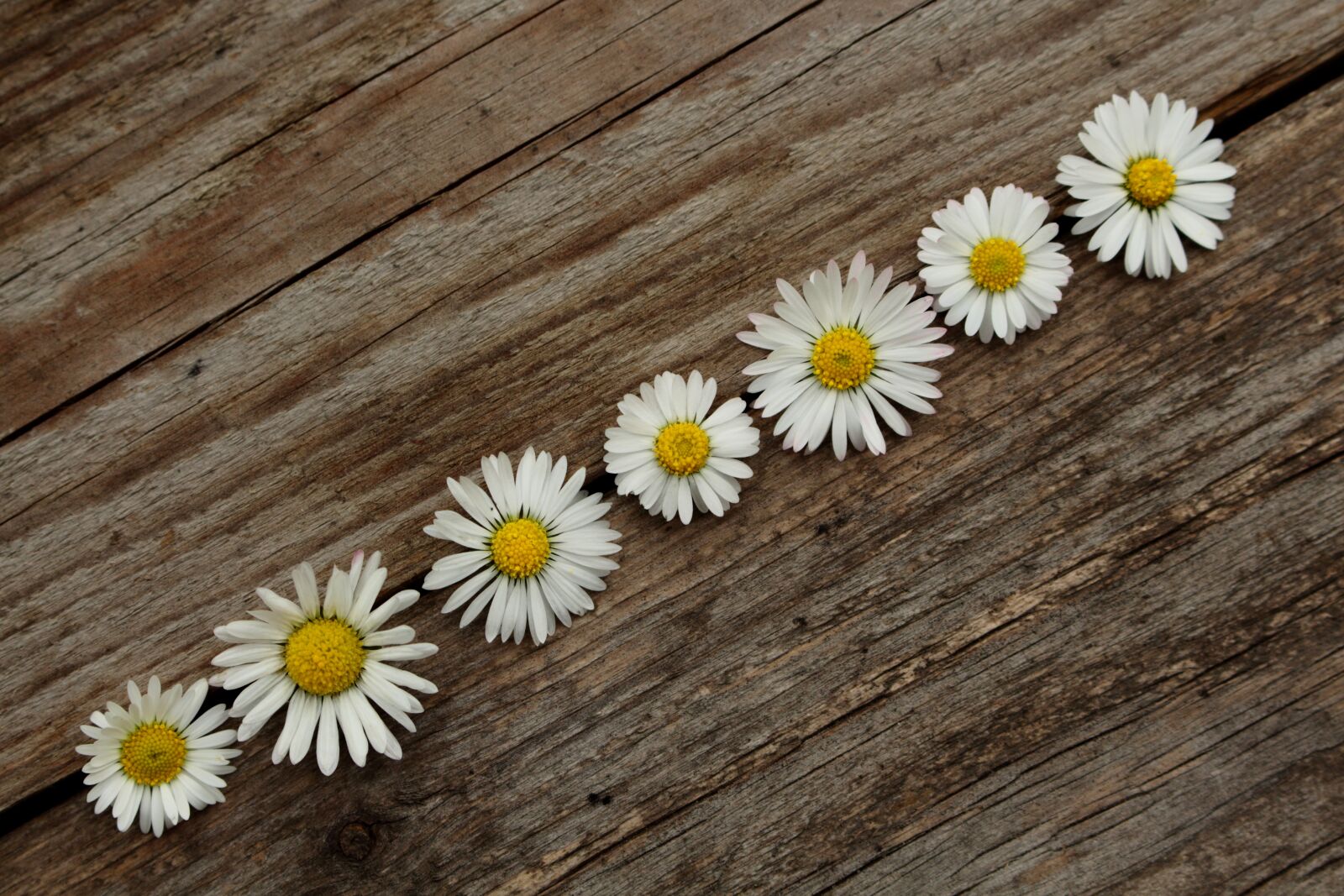 Canon EOS 700D (EOS Rebel T5i / EOS Kiss X7i) sample photo. Daisy, wooden, nature photography