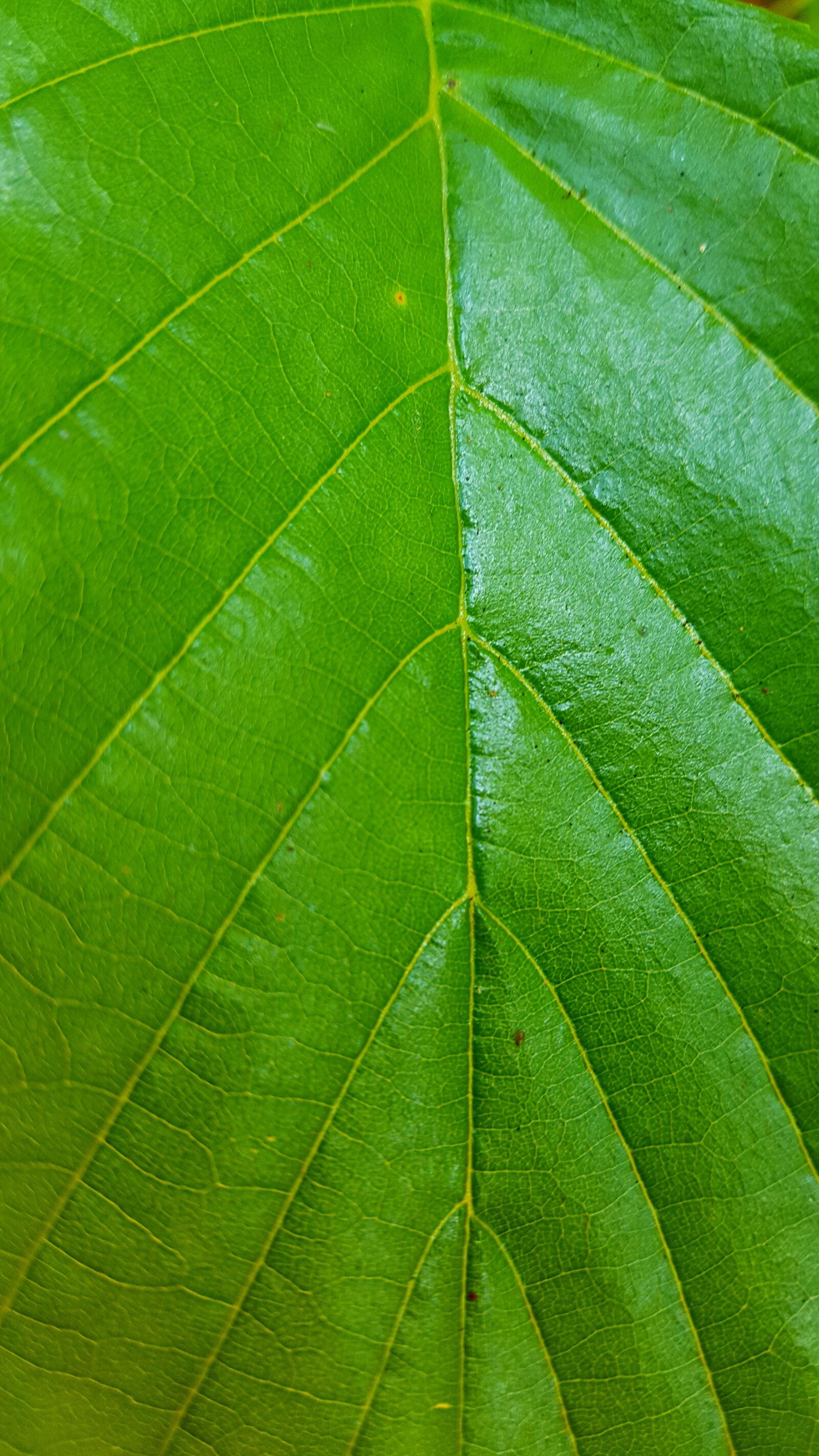 Samsung Galaxy S6 sample photo. Green, leaf, texture photography