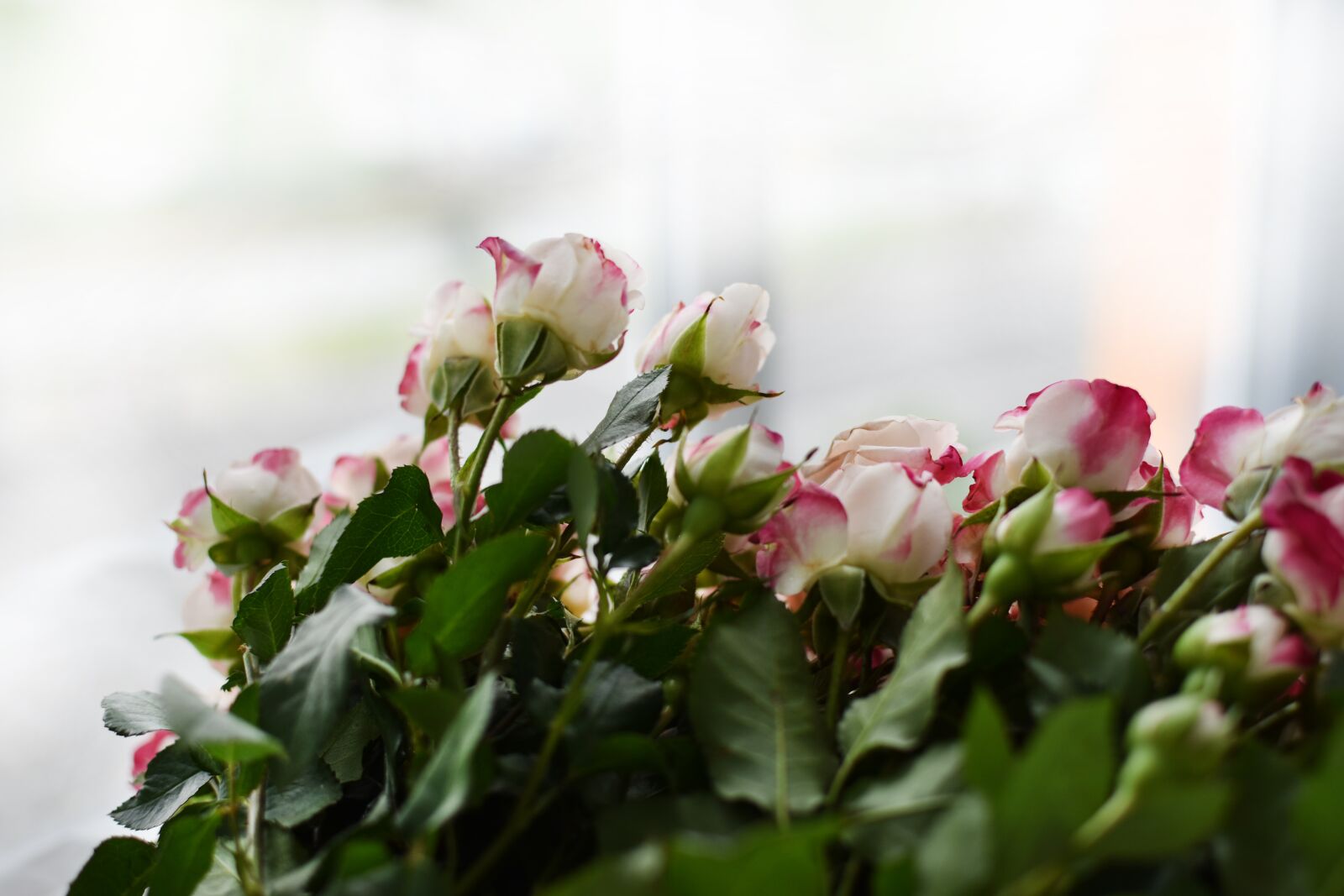 Nikon D3400 sample photo. Rose, bouquet, flowers photography