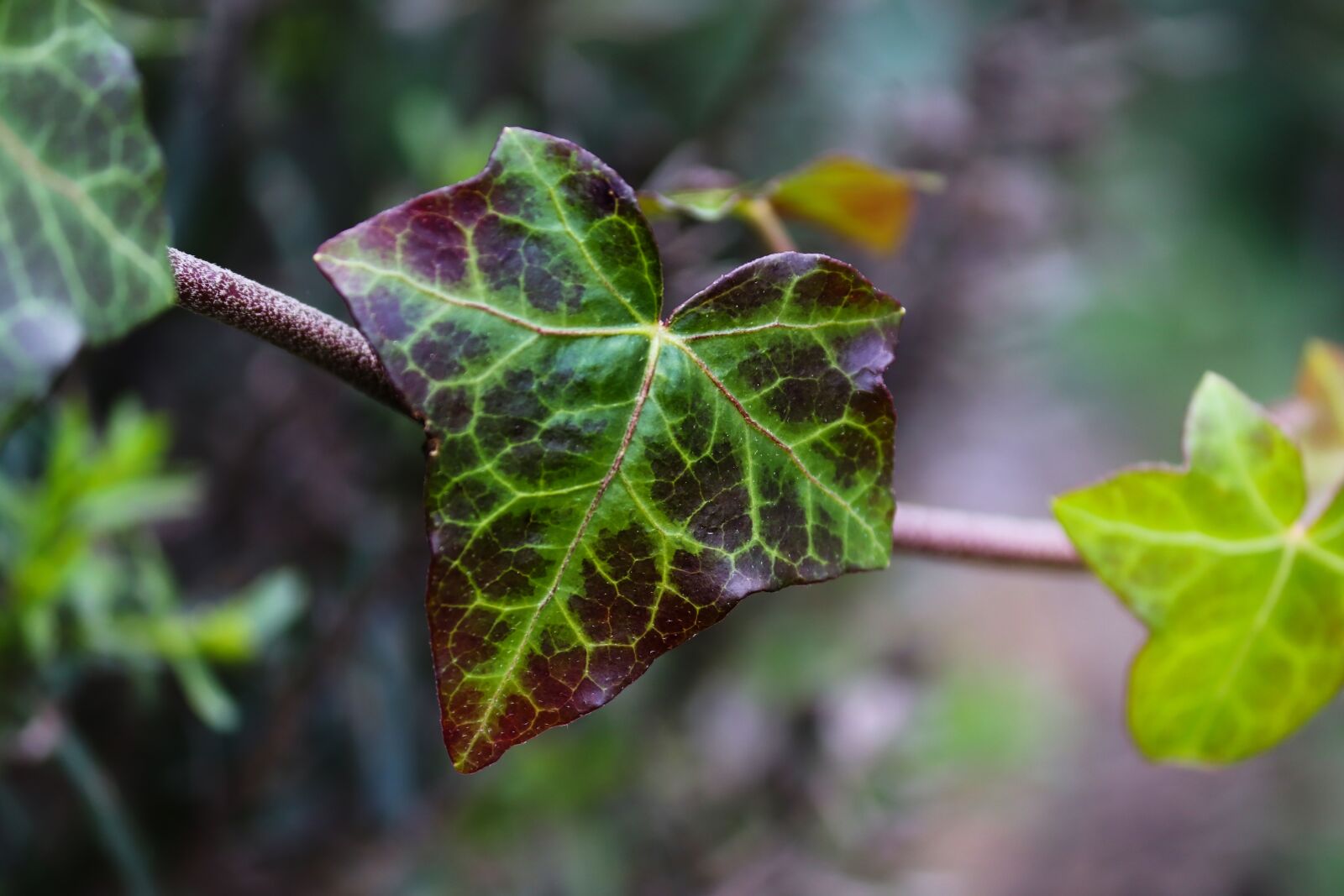 Canon EOS 200D (EOS Rebel SL2 / EOS Kiss X9) sample photo. Ivy, hedera helix, leaves photography