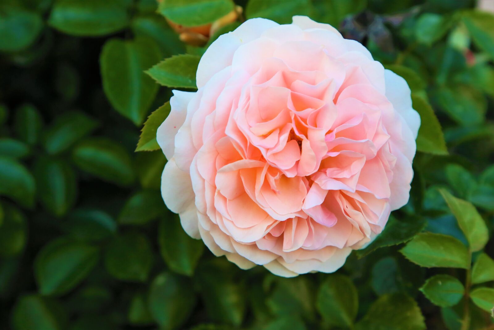 Canon EF 24-105mm F4L IS USM sample photo. Carnation, flower, pink flower photography