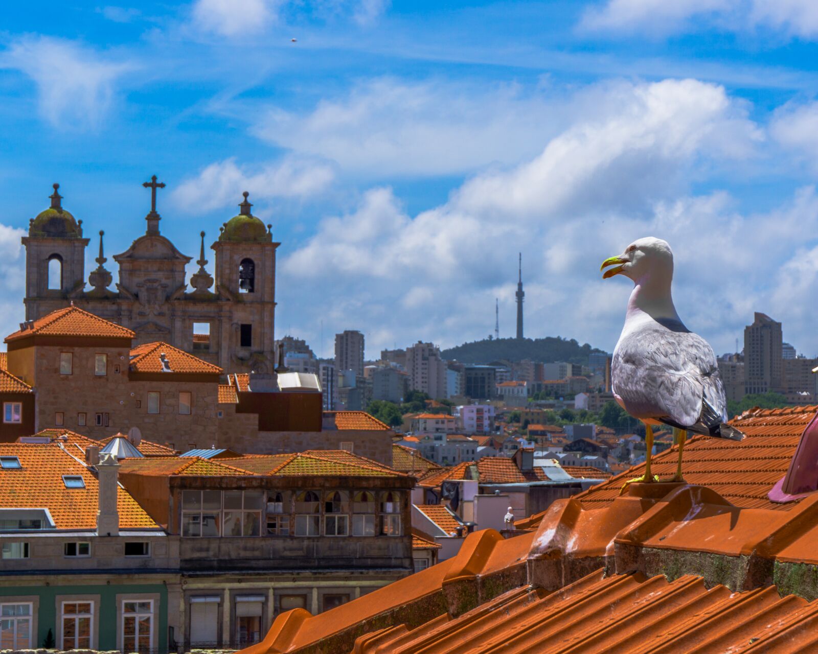 Sony a6000 sample photo. Porto, roofs, seagull photography