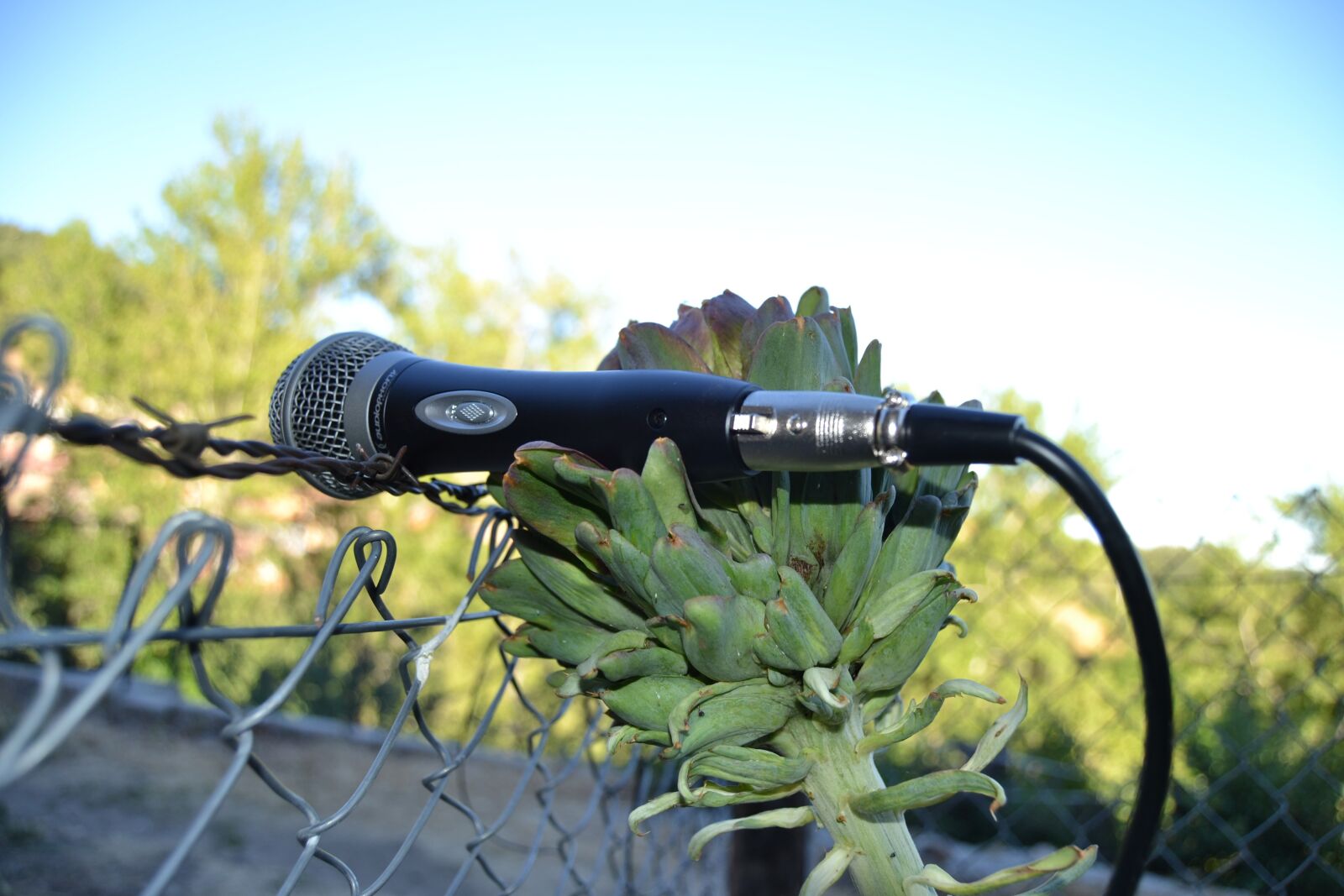Nikon D3100 sample photo. Microphone, artichoke, nature photography