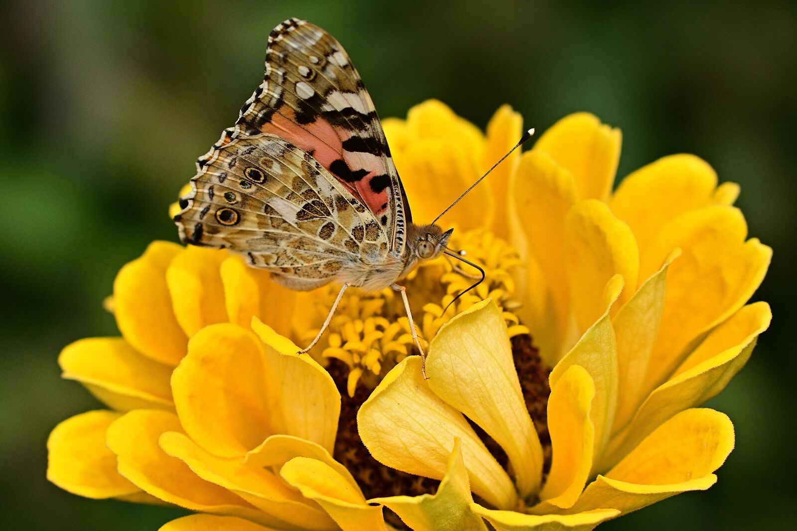 Nikon D5200 sample photo. Butterfly, vanessa cardui, zinnia photography