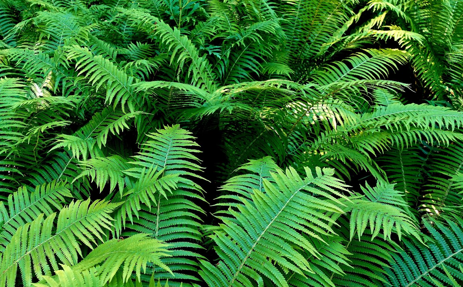 Sony DSC-RX100M5 sample photo. Fern, plant, green photography