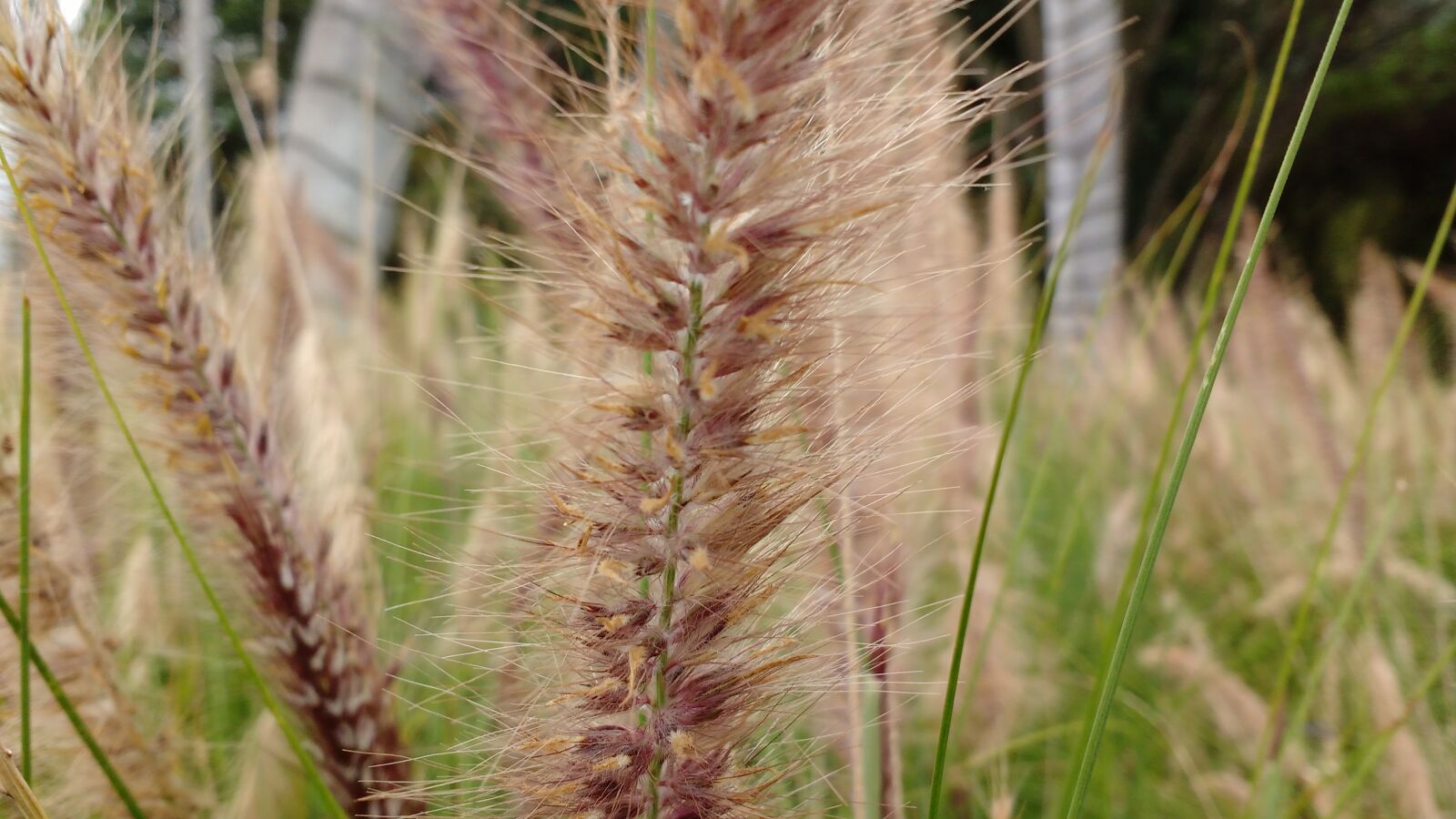 Motorola MotoG3 sample photo. Spikes, garden photography