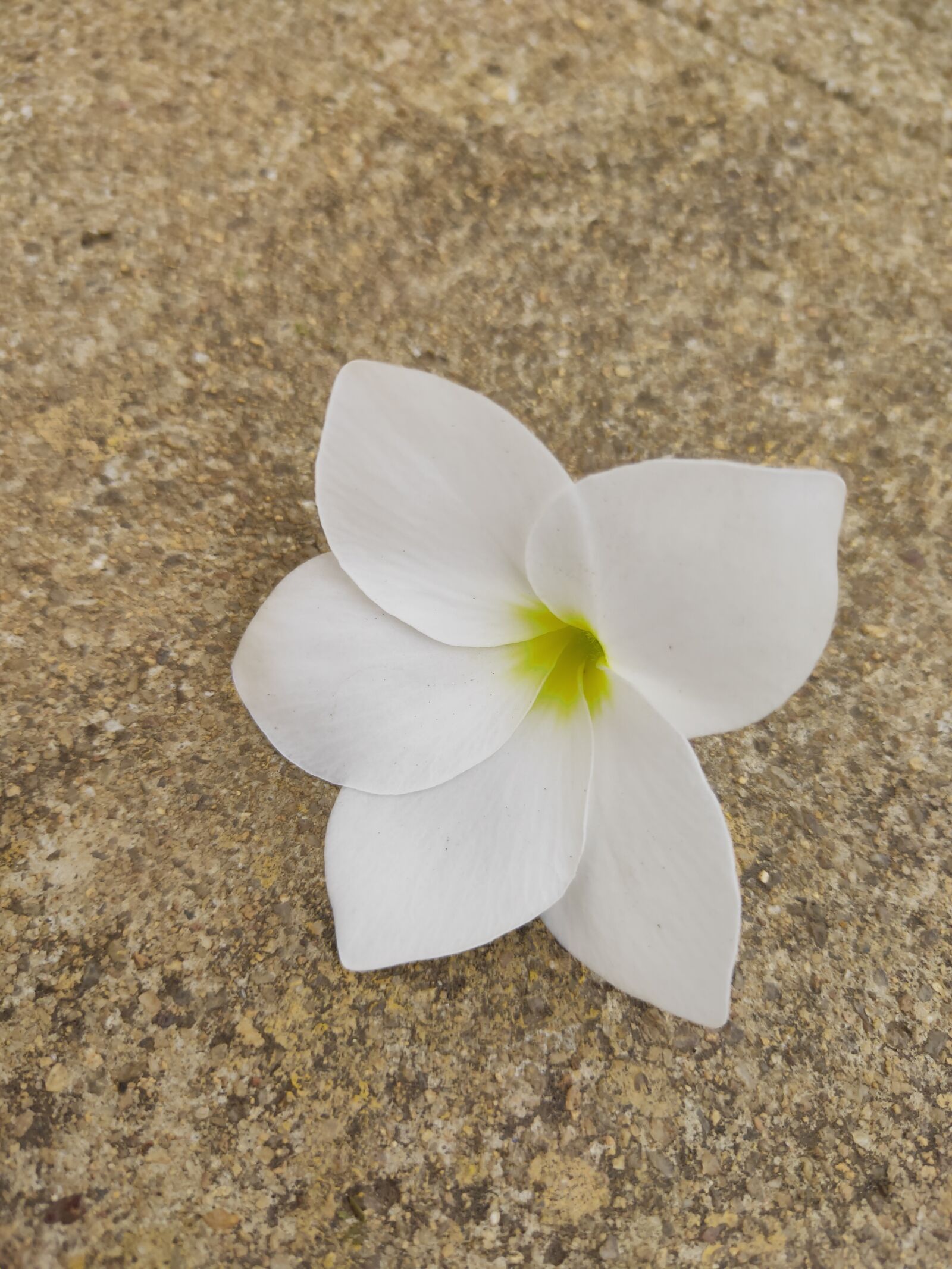 Realme 3 PRO sample photo. Flower, white flower, wallpaper photography