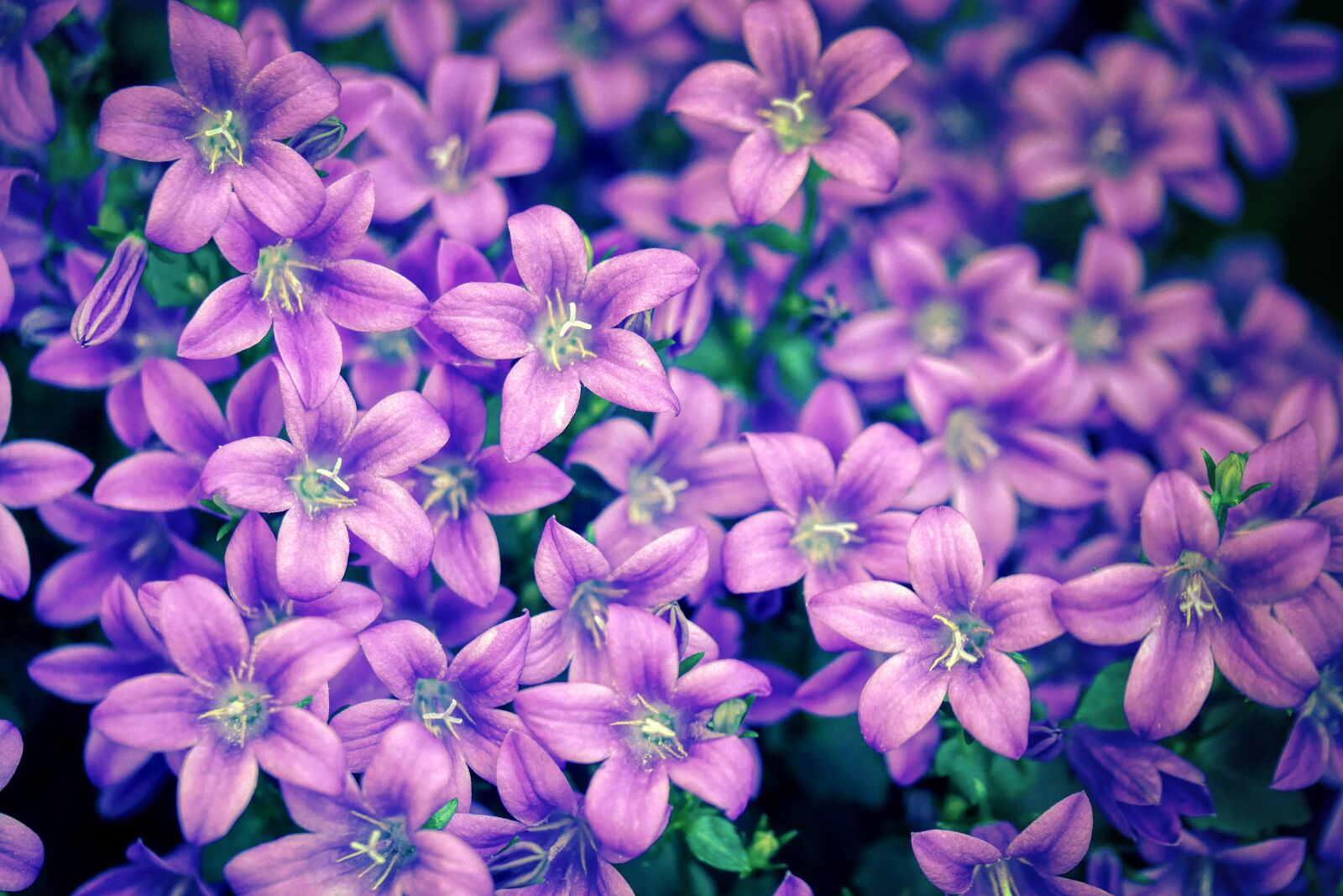 Panasonic Lumix DMC-GX8 sample photo. Flower, bed, bouquet photography