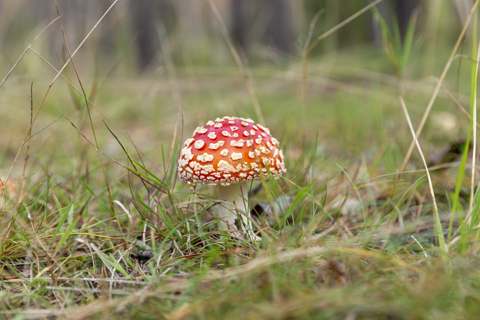 Canon EOS 6D + Canon EF 24-70mm F2.8L II USM sample photo. Fly agaric, mushroom, forest photography