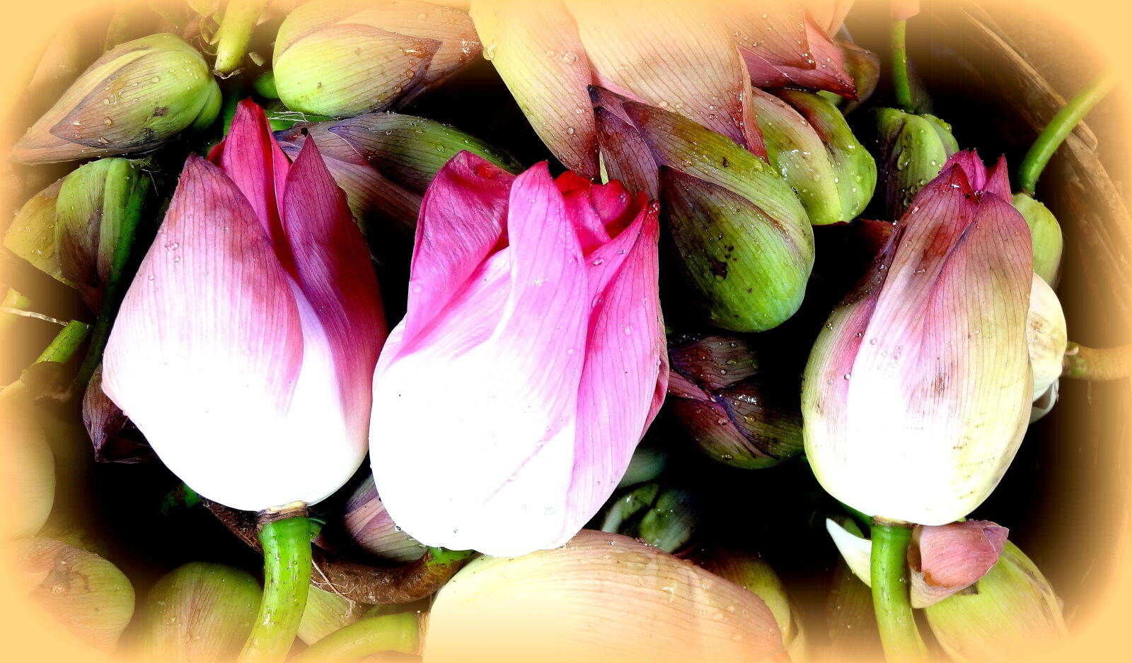 Sony Cyber-shot DSC-HX9V sample photo. Close, up, of, flowers photography