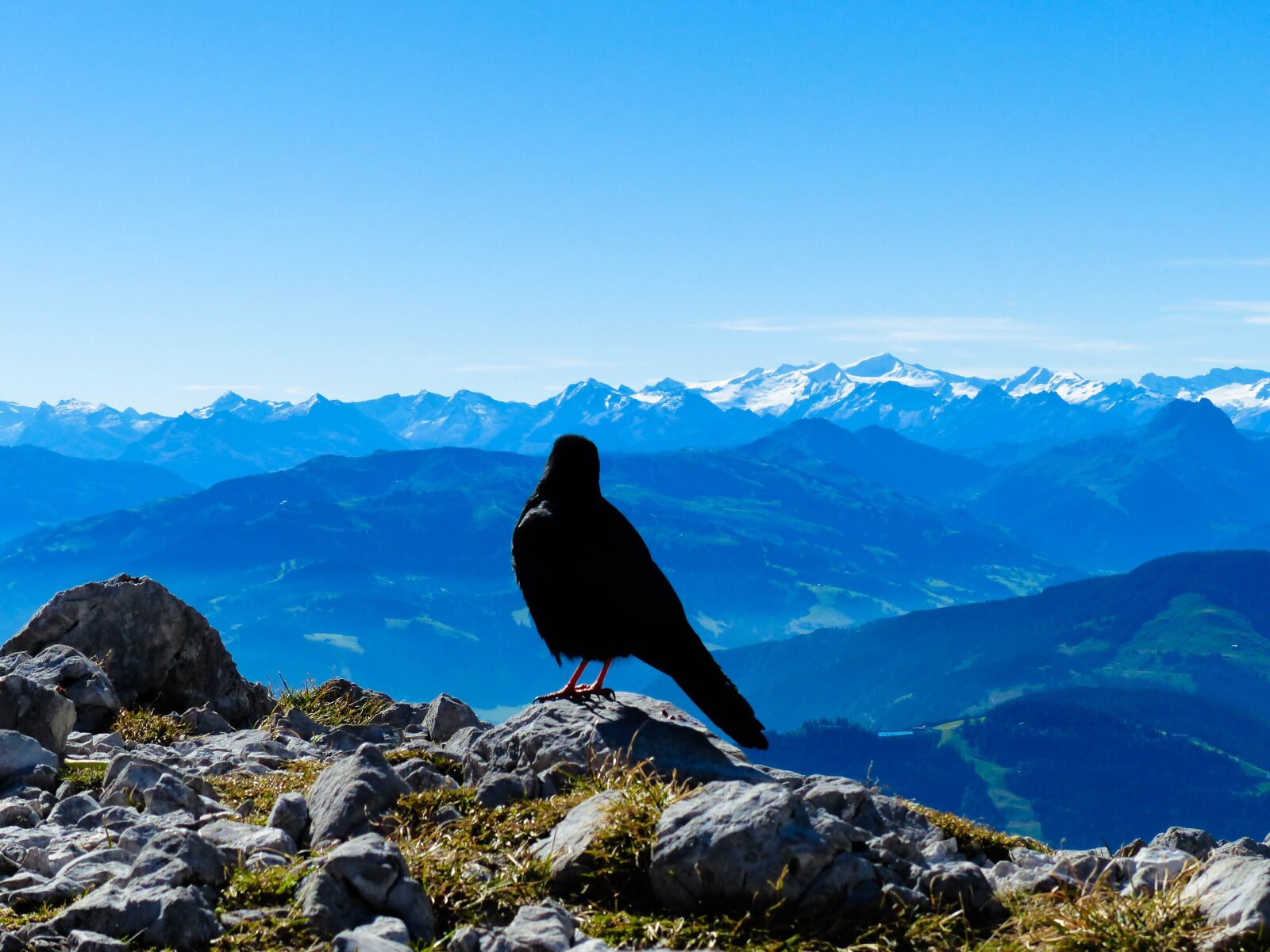 Panasonic Lumix DMC-FZ200 sample photo. Jackdaw, view, landscape photography