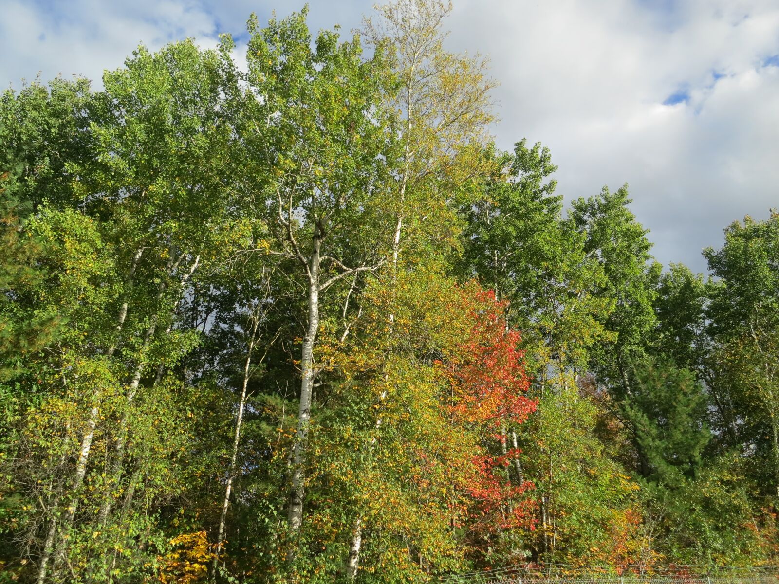Canon PowerShot S100 sample photo. Trees, nature, autumn photography