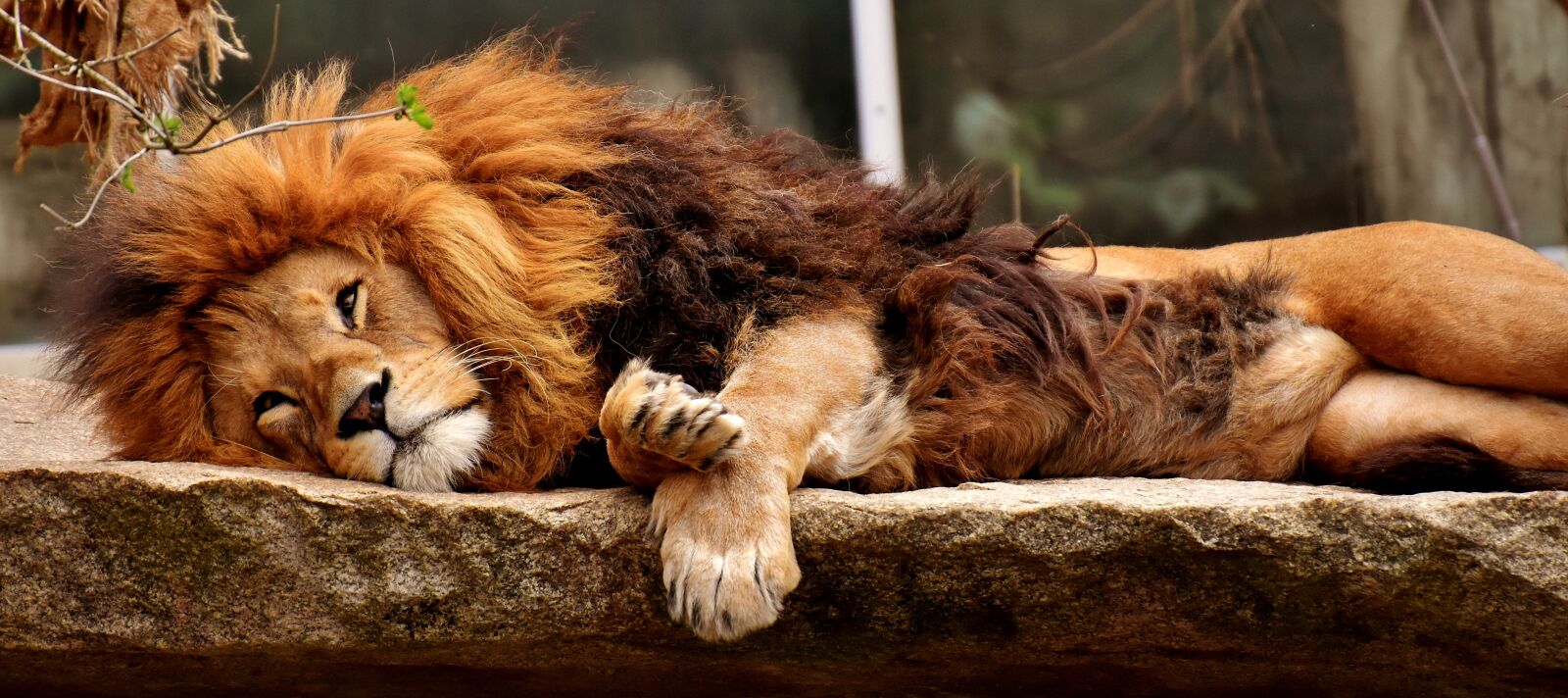 Nikon D7200 sample photo. Lion, predator, sleep photography