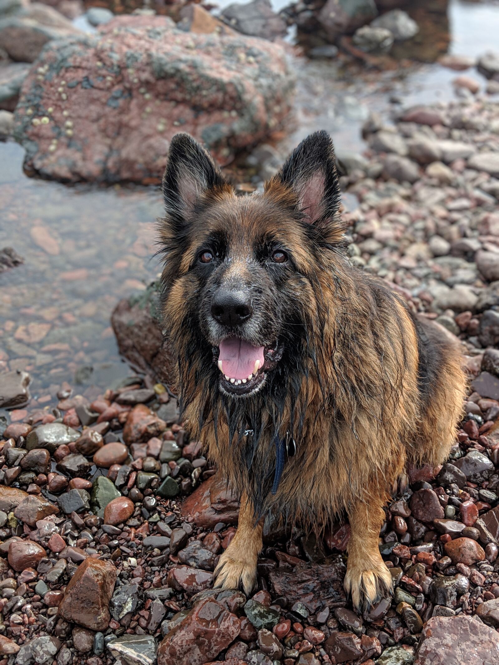 Google Pixel 2 sample photo. Dog, german shephard, alsatian photography
