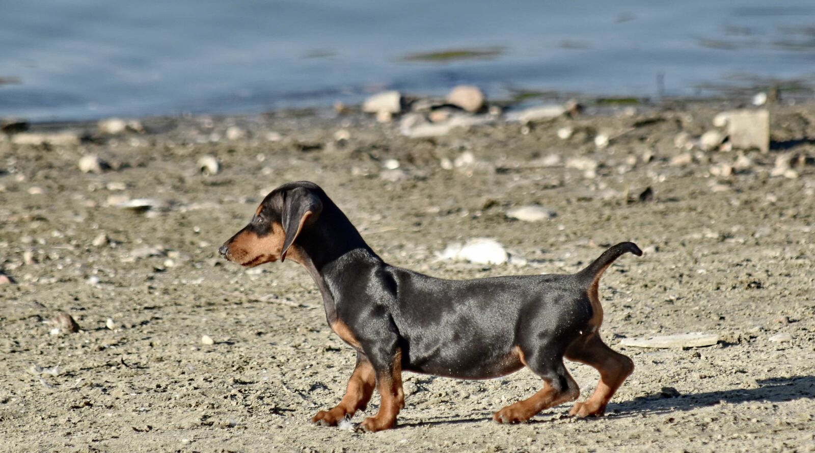 Nikon D5500 sample photo. Adorable, beach, beautiful image photography
