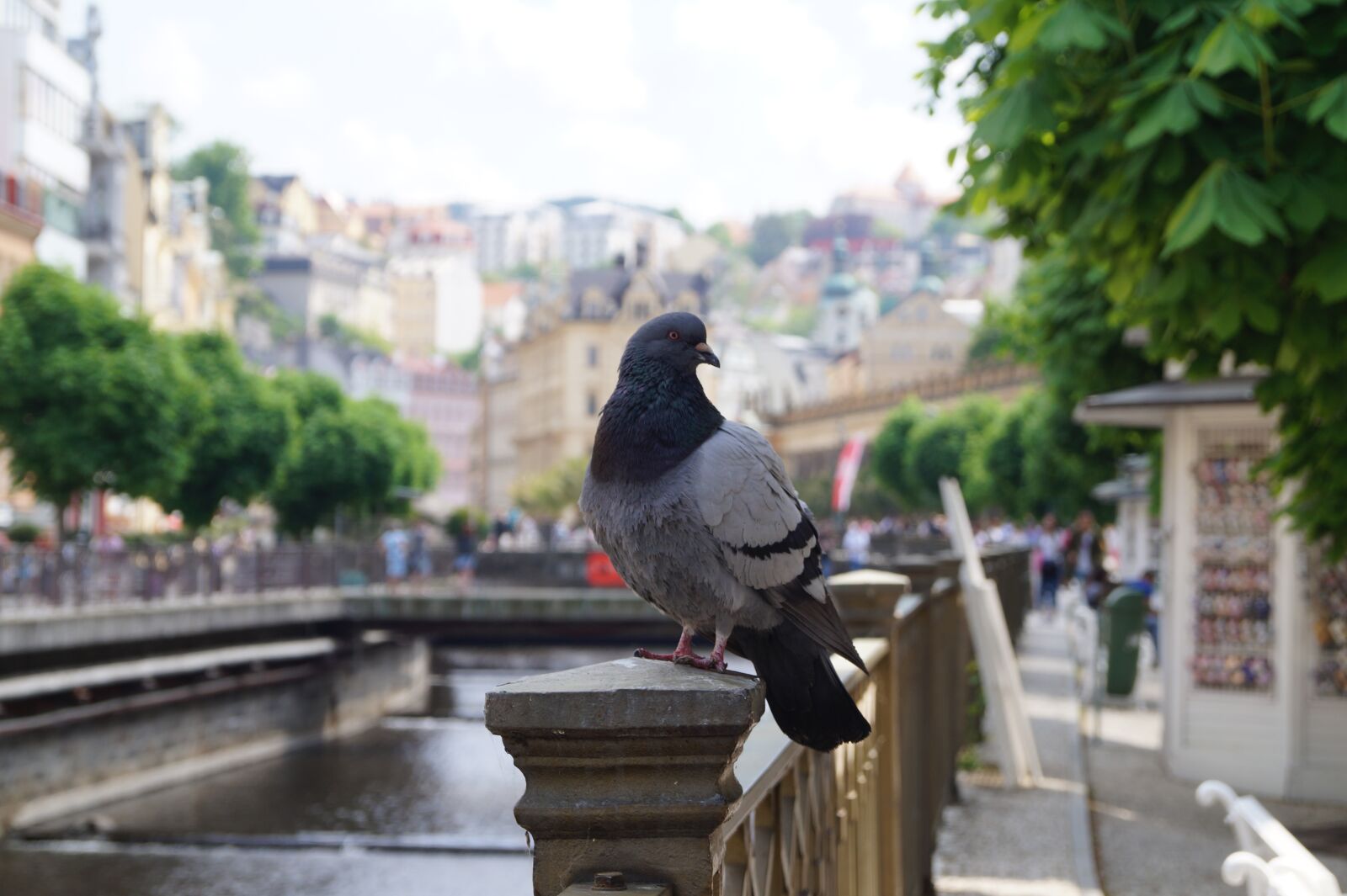 Sony DT 18-55mm F3.5-5.6 SAM II sample photo. Dove, bird, animals photography
