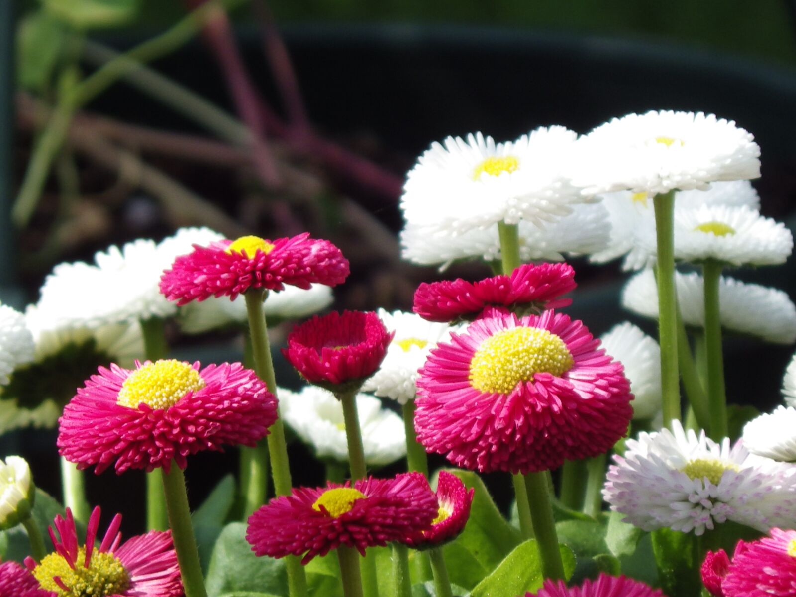 Pentax X-5 sample photo. Flowers, nature, plant photography