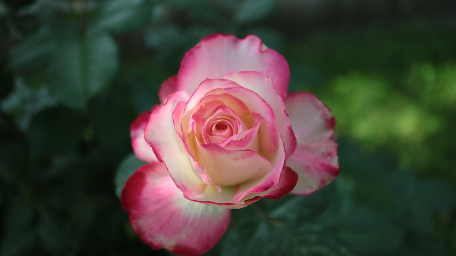 Canon EOS M3 + Canon EF-M 28mm F3.5 Macro IS STM sample photo. Roses, flowers, bloom photography