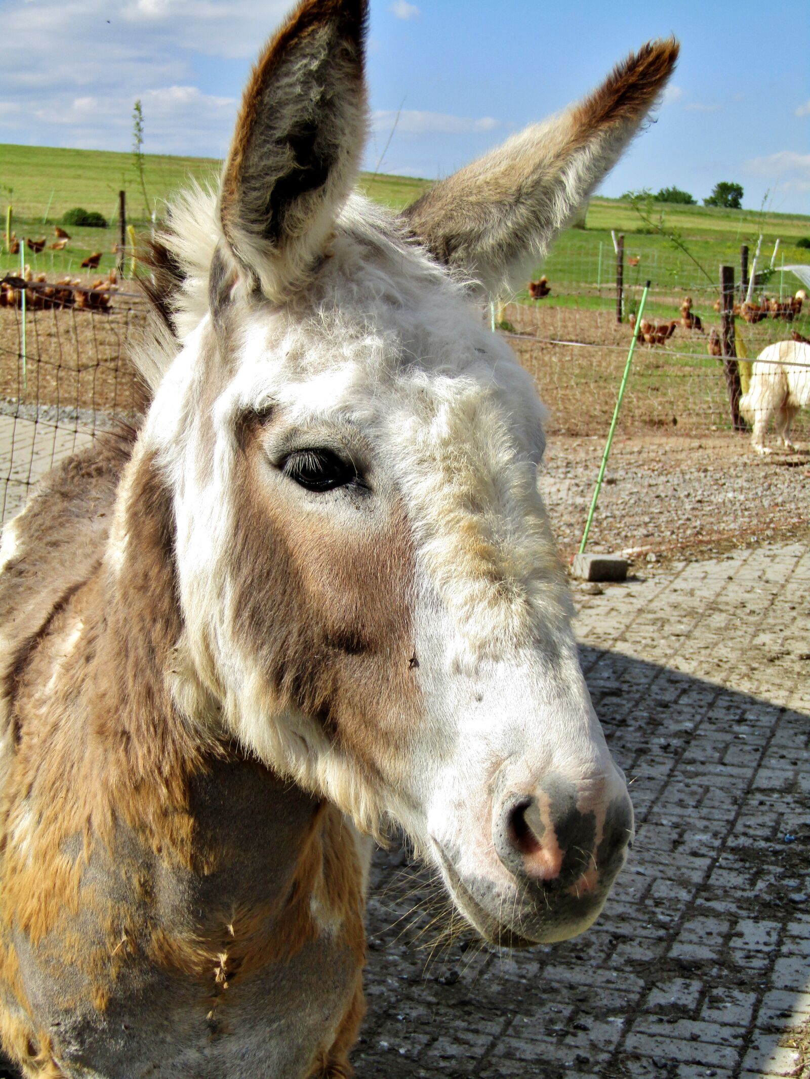 Canon POWERSHOT SX432 IS sample photo. Donkey, animal, head photography