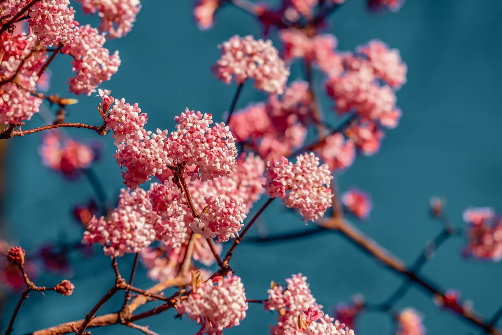 Fujifilm XF 55-200mm F3.5-4.8 R LM OIS sample photo. Viburnum, fragrant snowball, bush photography