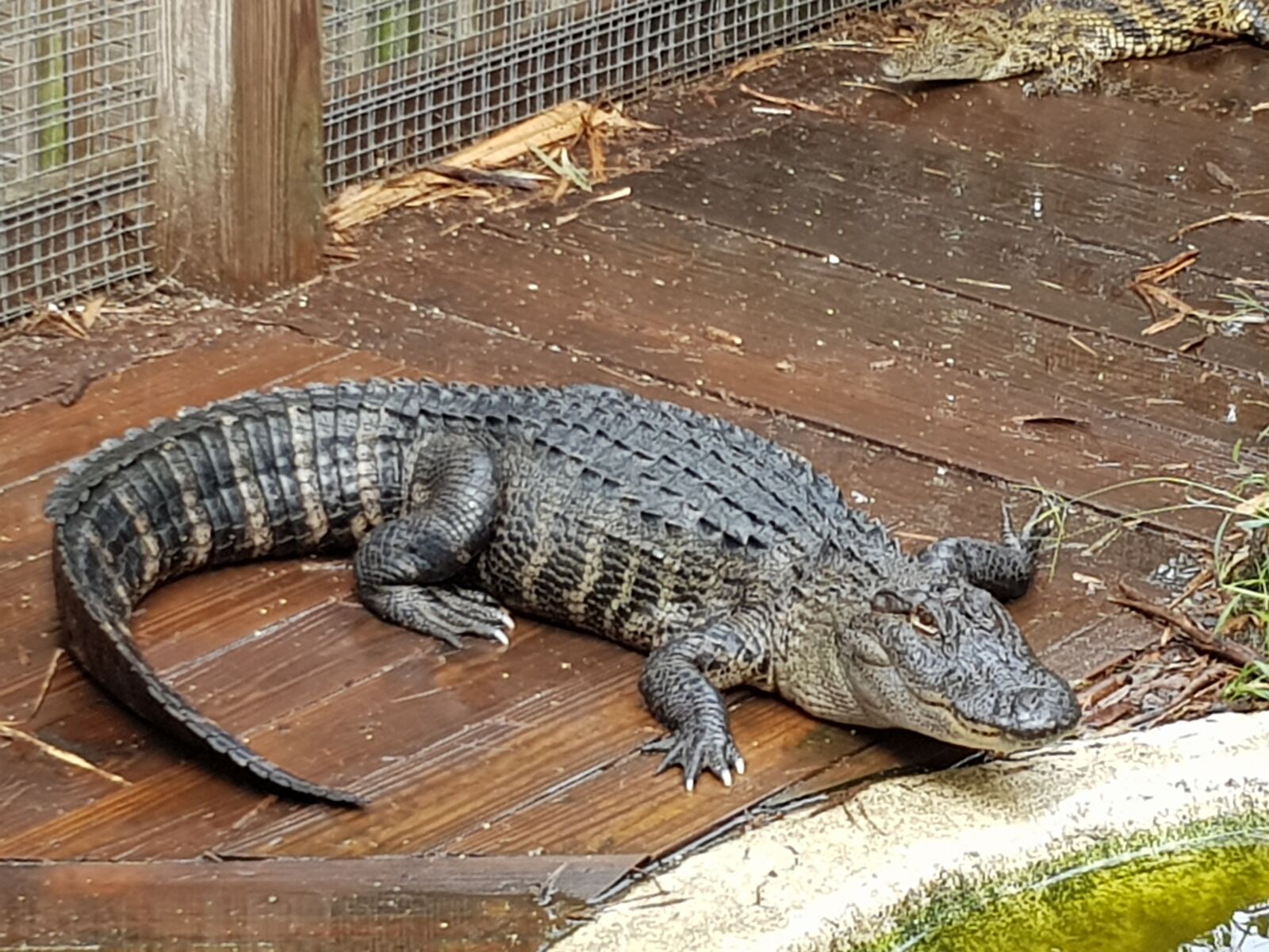 Samsung Galaxy S8+ sample photo. Florida, gator, alligator photography