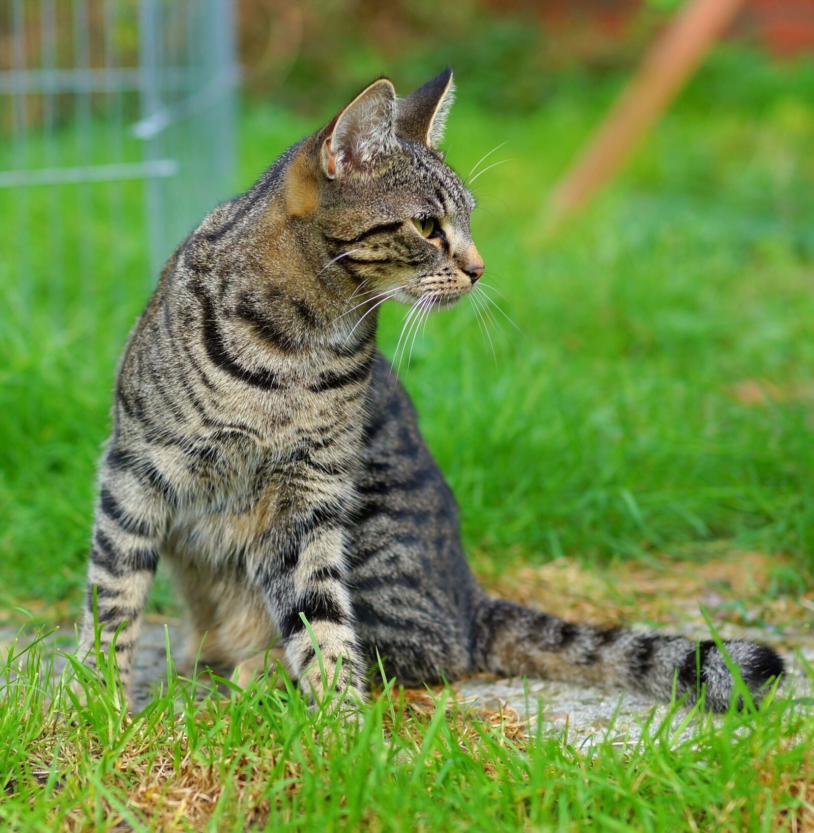 Sony a99 II sample photo. Cat, female, garden photography