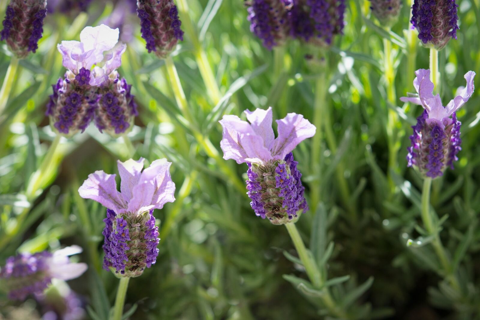 Nikon D7100 sample photo. Schopf lavender, lavender, flowers photography