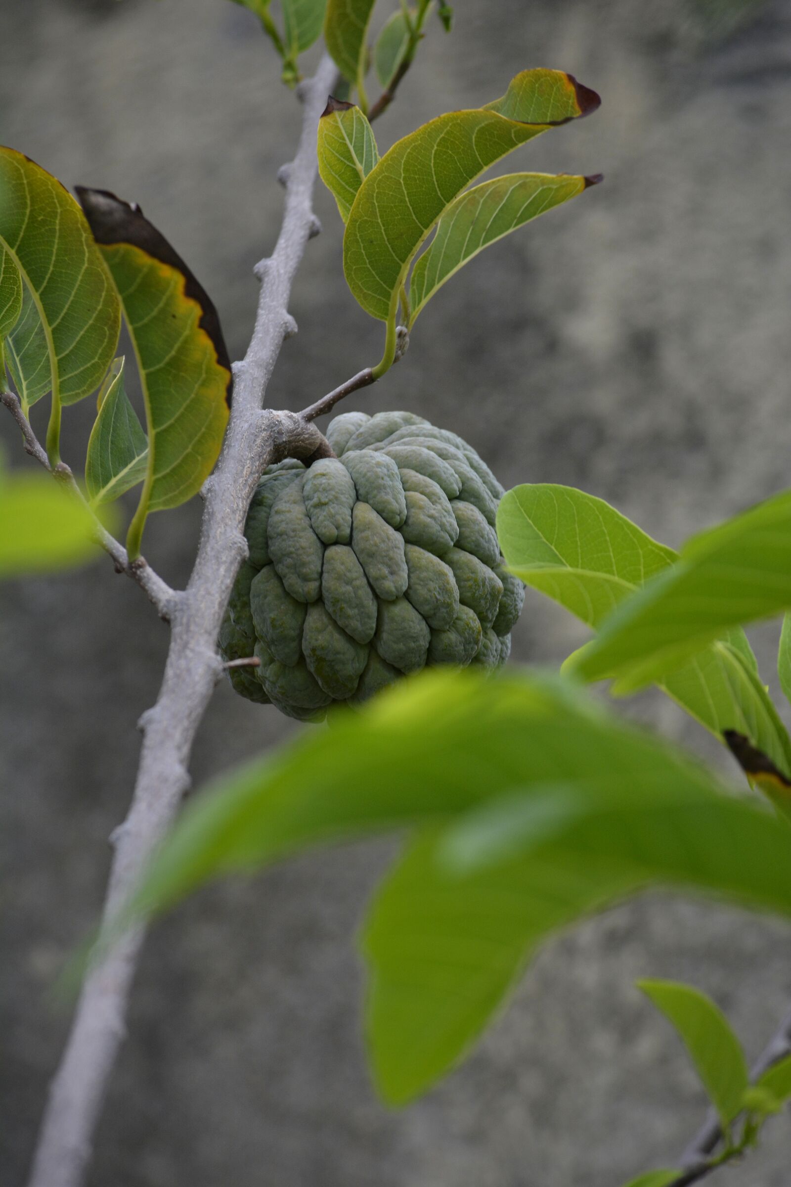 Nikon D5200 sample photo