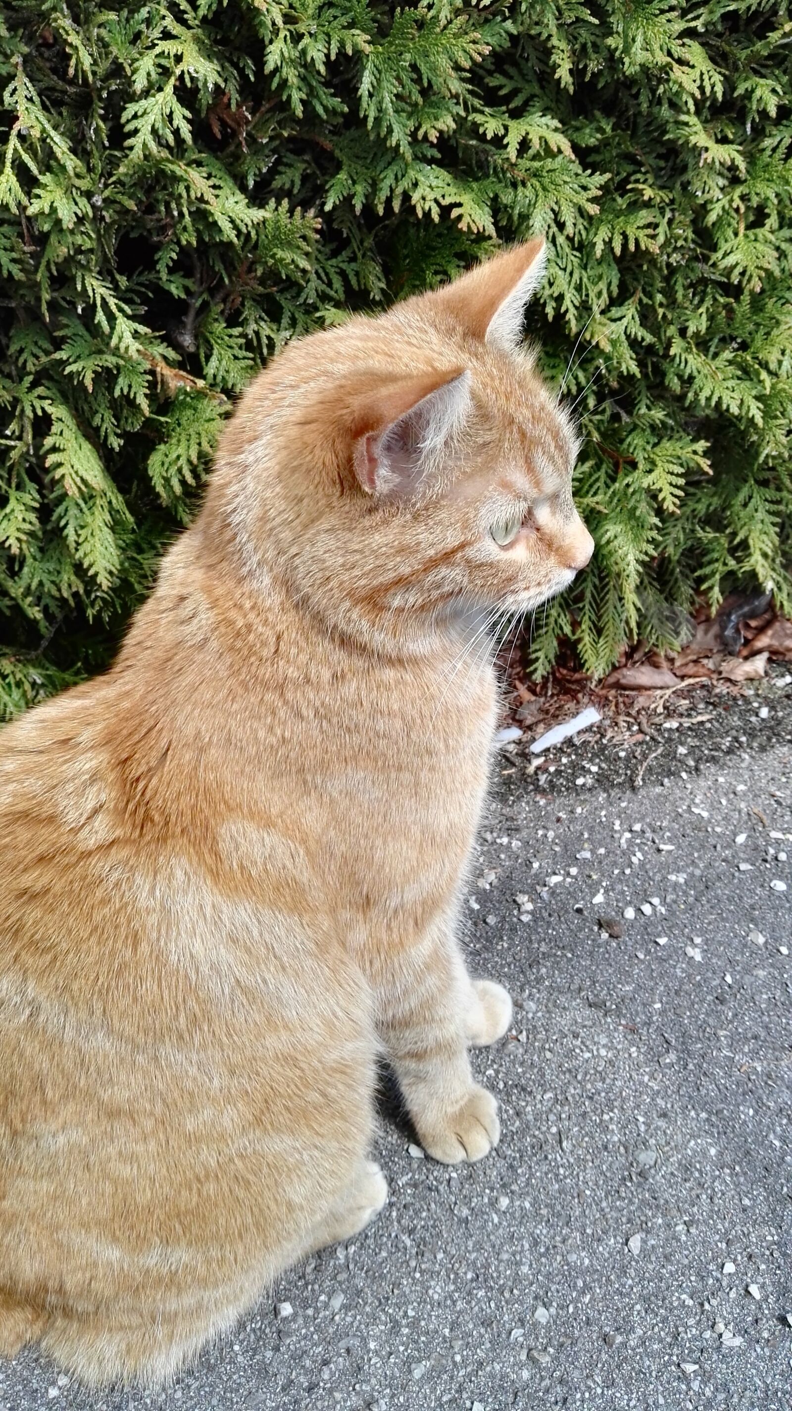 HUAWEI GRA-L09 sample photo. Cat, kitten, cat face photography