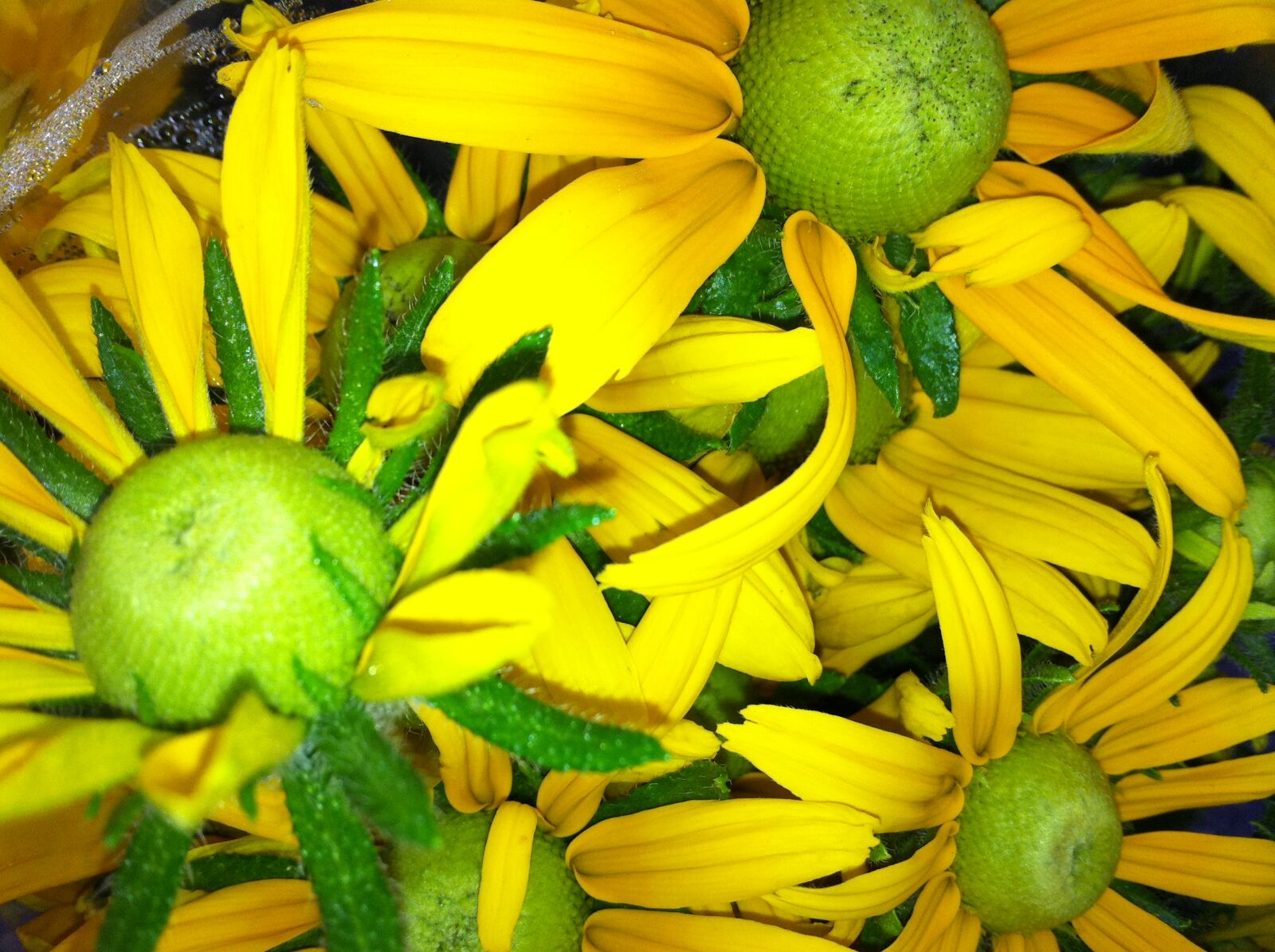 Apple iPhone 4 sample photo