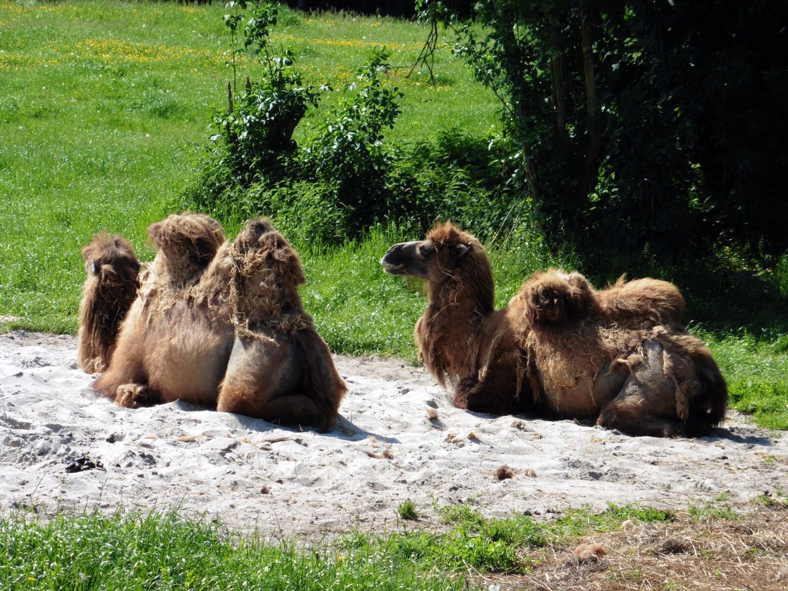 Panasonic DMC-TZ56 sample photo. Camel, zoo, animal photography