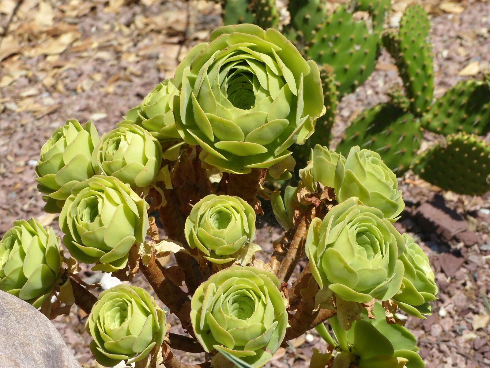 Panasonic Lumix DMC-FZ200 sample photo. Houseleek, nature, succulent photography