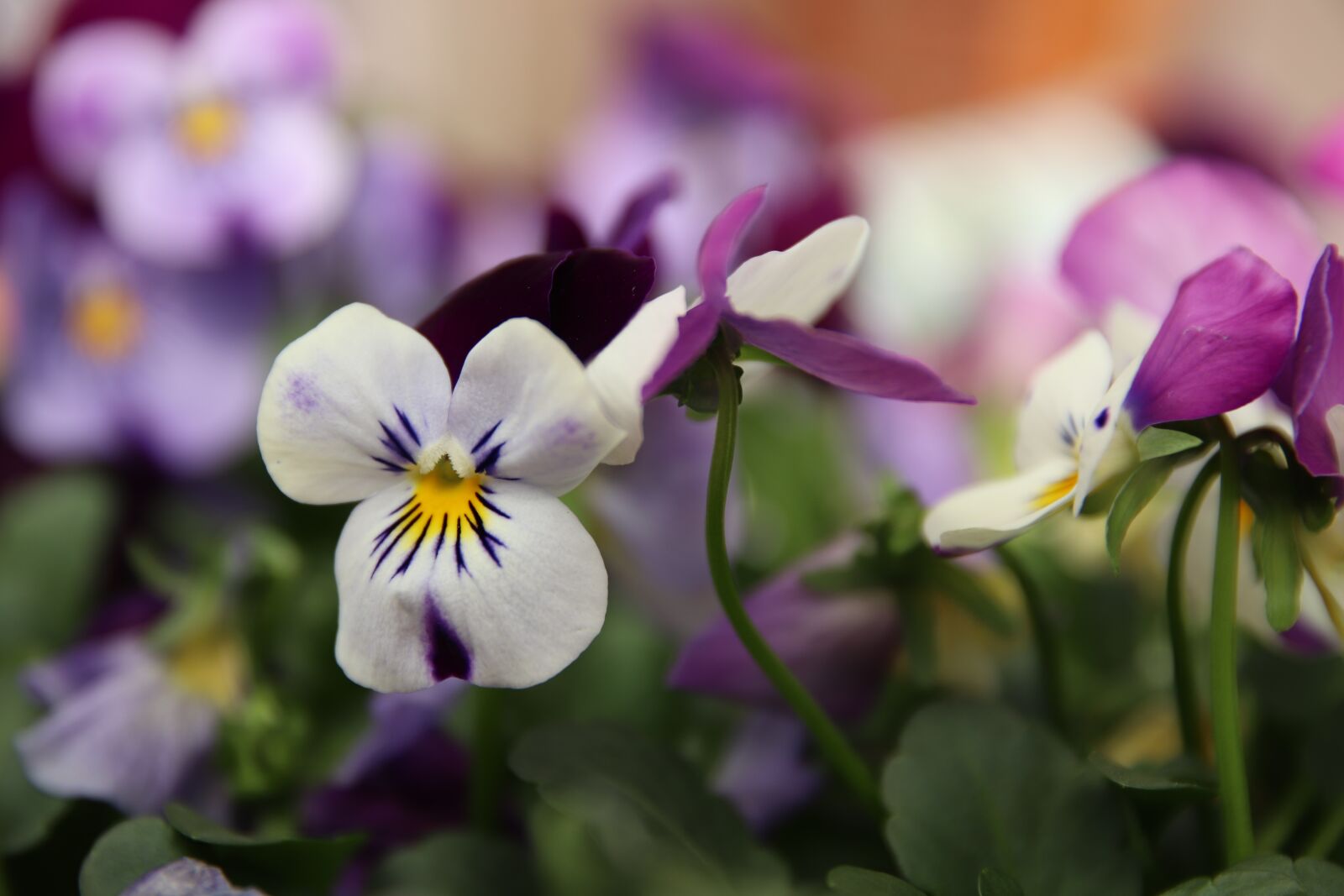 Canon EOS 200D (EOS Rebel SL2 / EOS Kiss X9) sample photo. Pansy, purple, violet photography