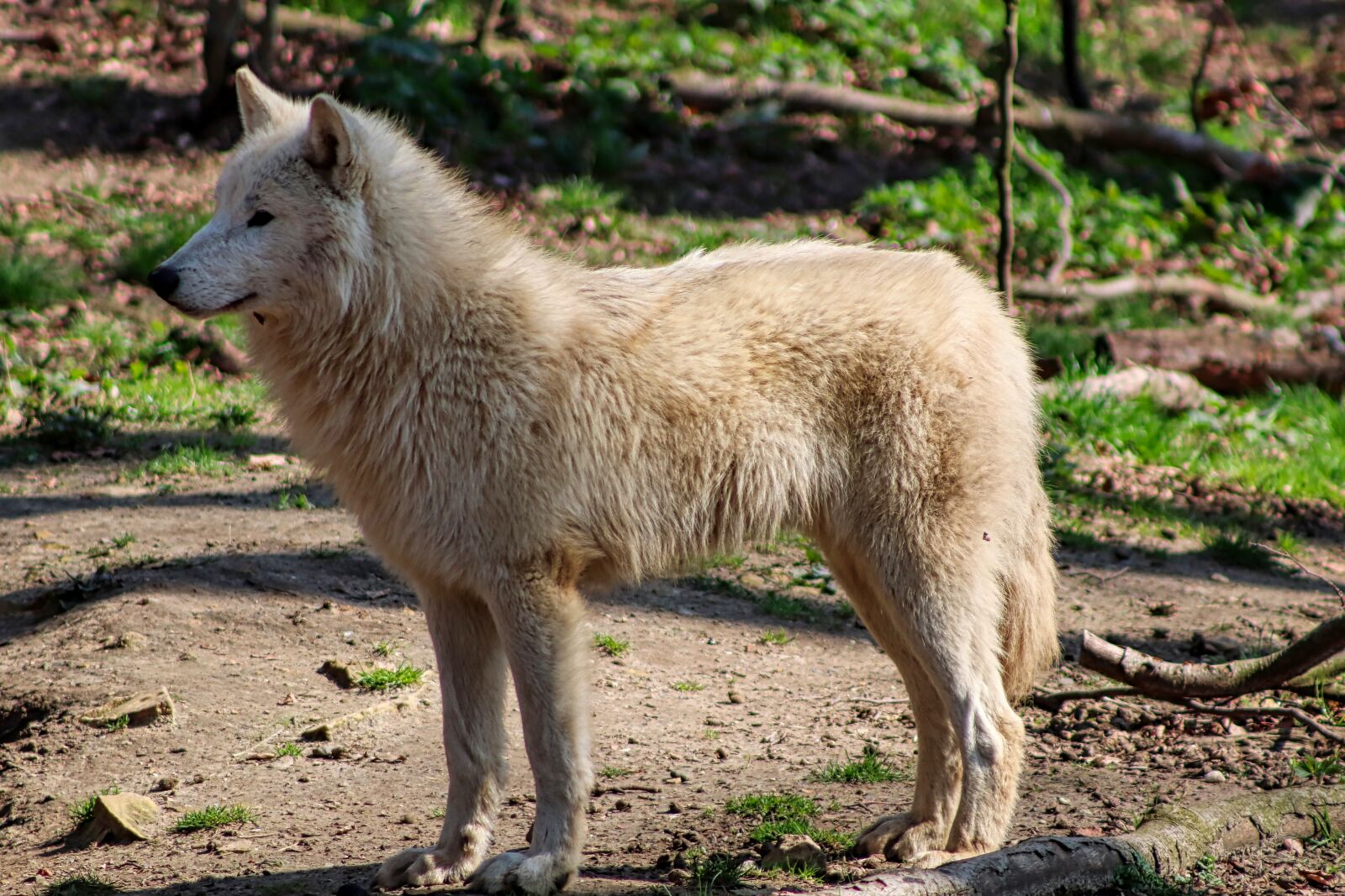Canon EF75-300mm f/4-5.6 sample photo. Wolf, fur, hudson bay photography