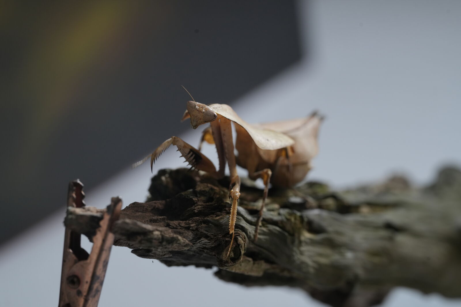 Sony a7R V sample photo