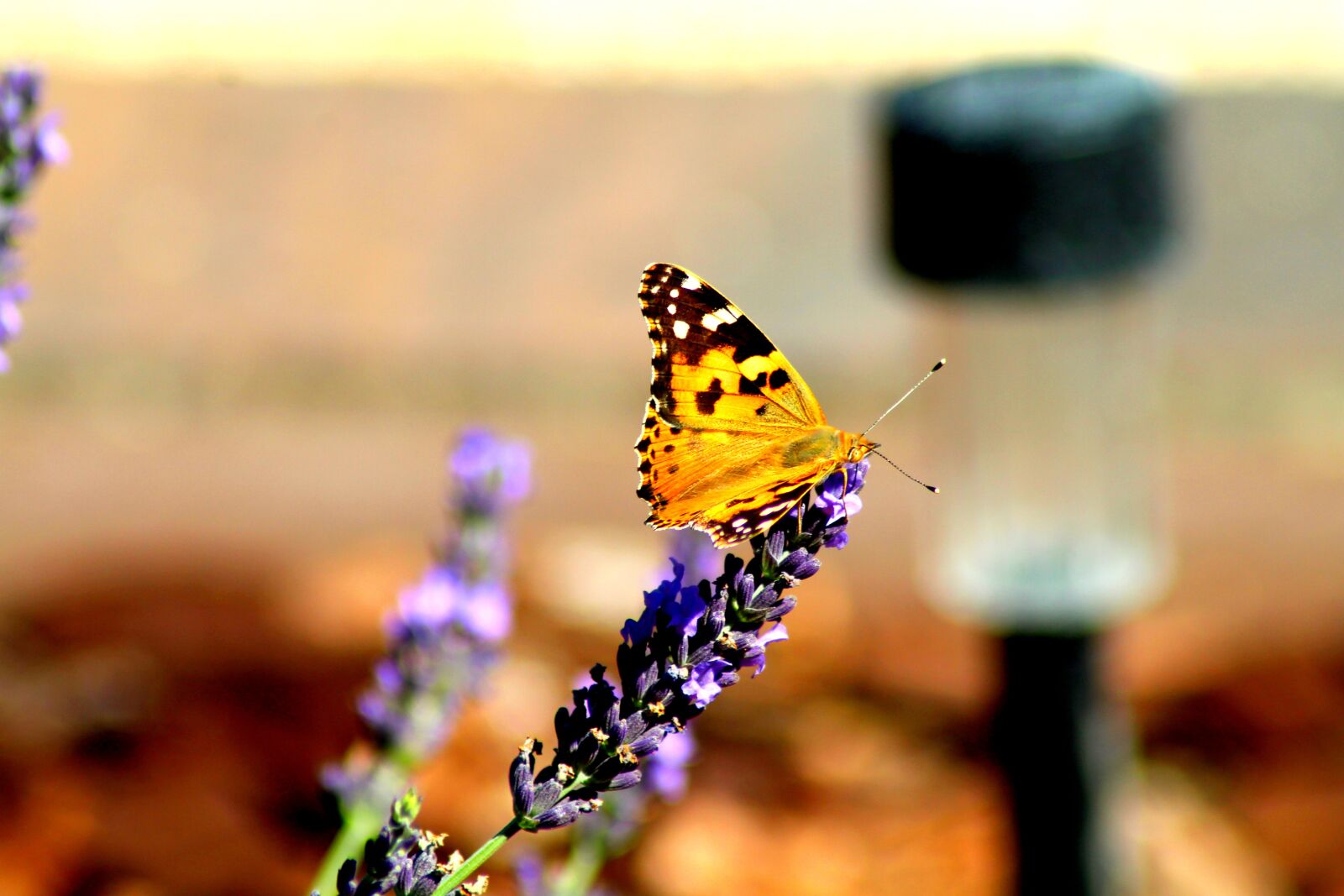 Canon EOS 1300D (EOS Rebel T6 / EOS Kiss X80) sample photo. Butterfly, nature, animals photography