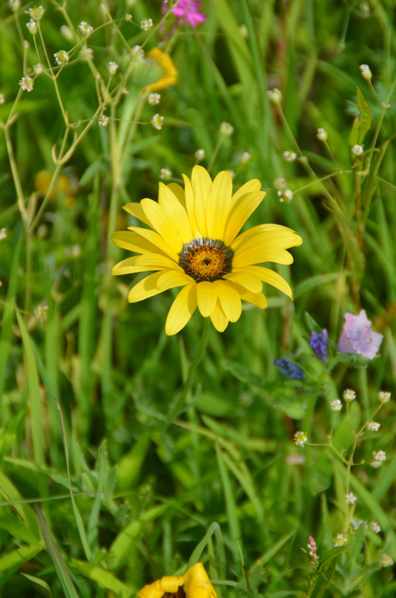 Nikon D5100 sample photo. Nature, flowers, meadow photography