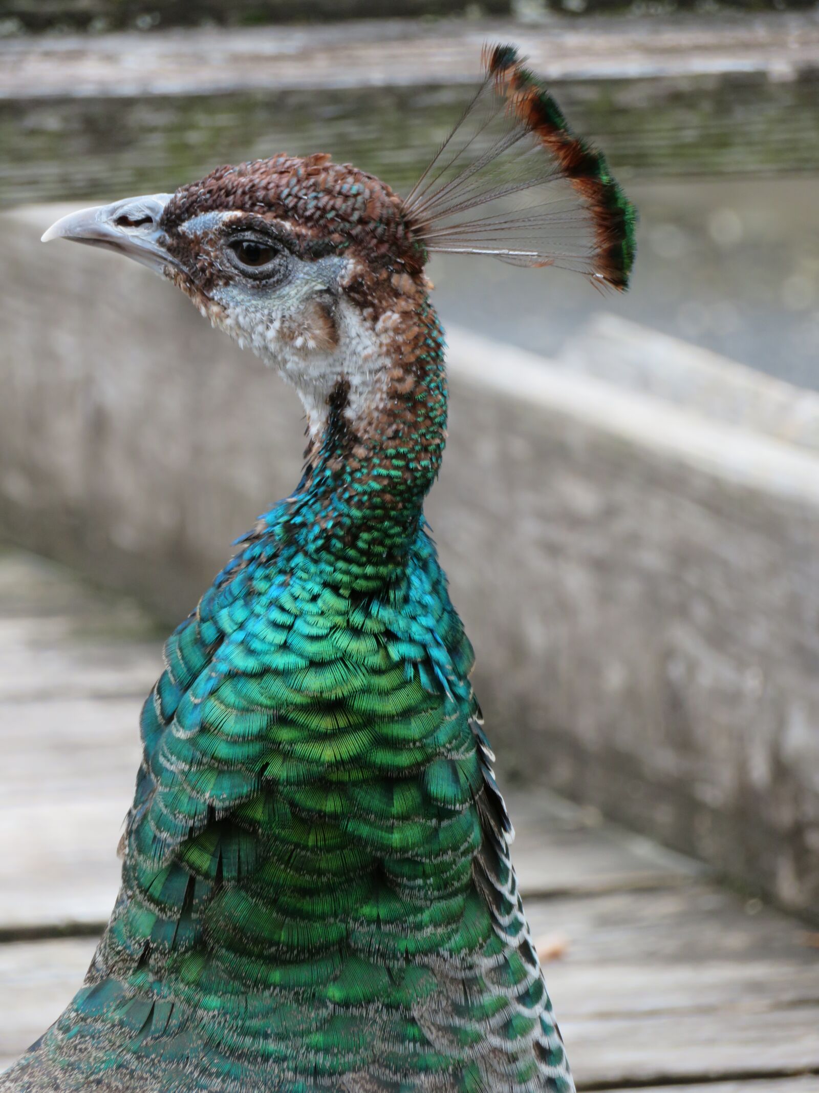 Canon PowerShot SX720 HS sample photo. Peacock, bird, peahen photography
