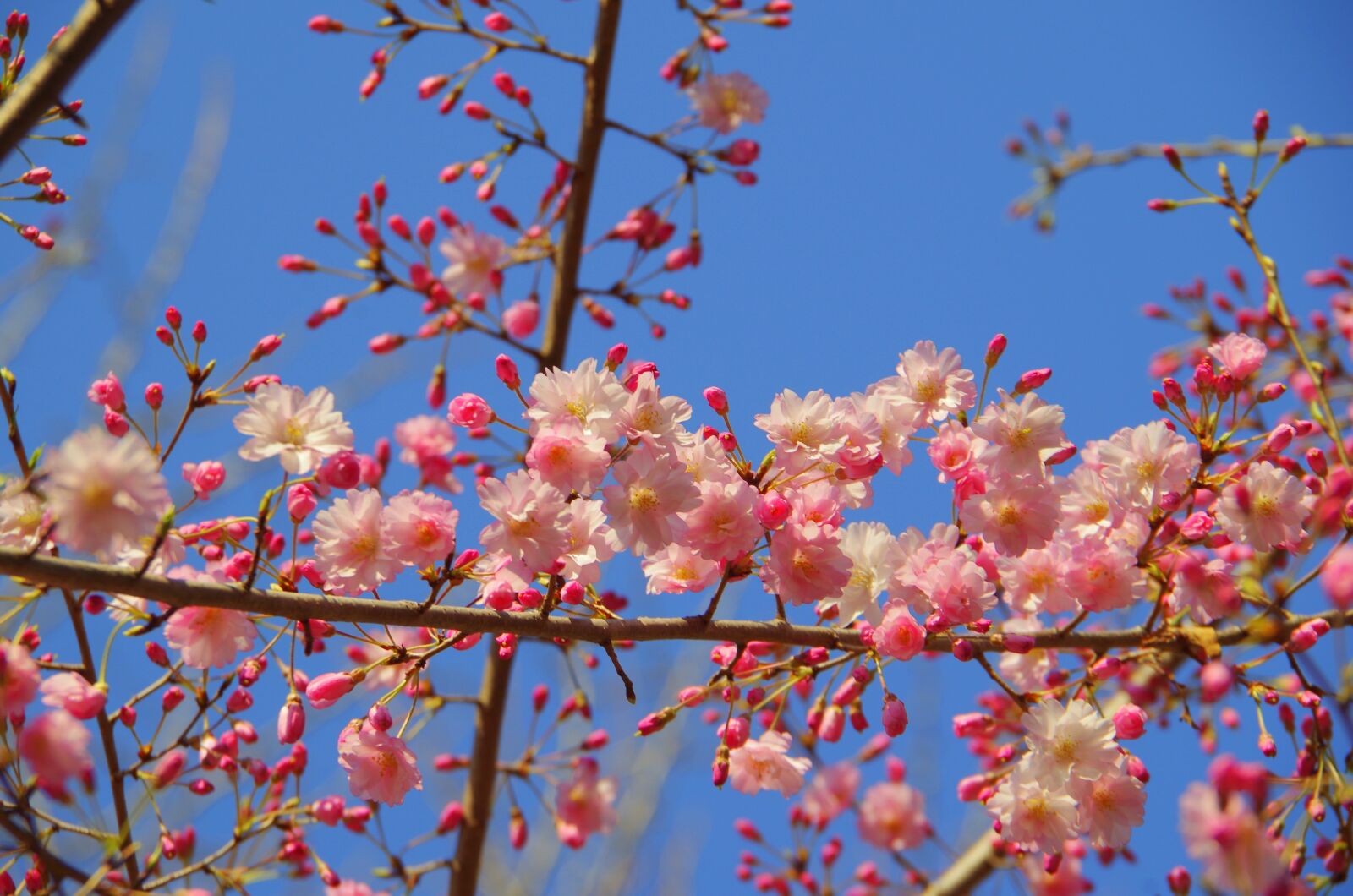 Pentax K-30 sample photo. Branch, flowers, wood photography