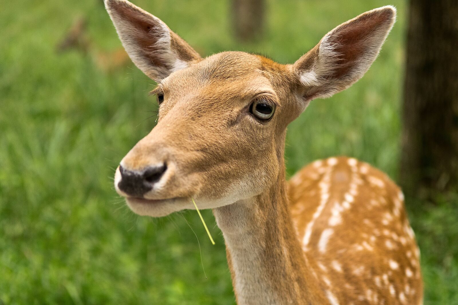 Nikon D5300 sample photo. Mammal, animal, animal world photography