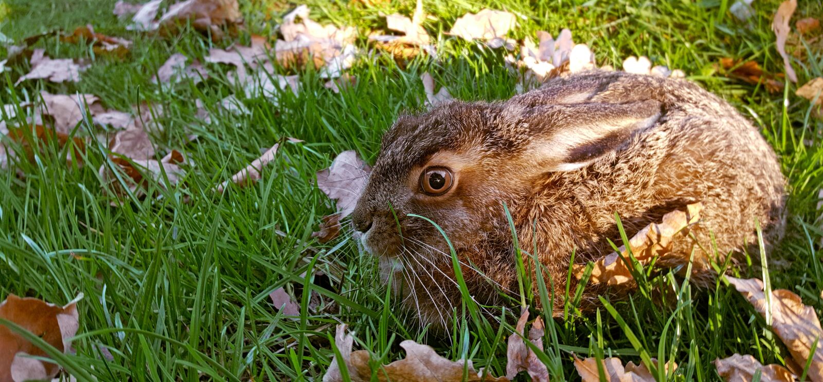 Samsung Galaxy S6 sample photo. Nature, long eared, hare photography