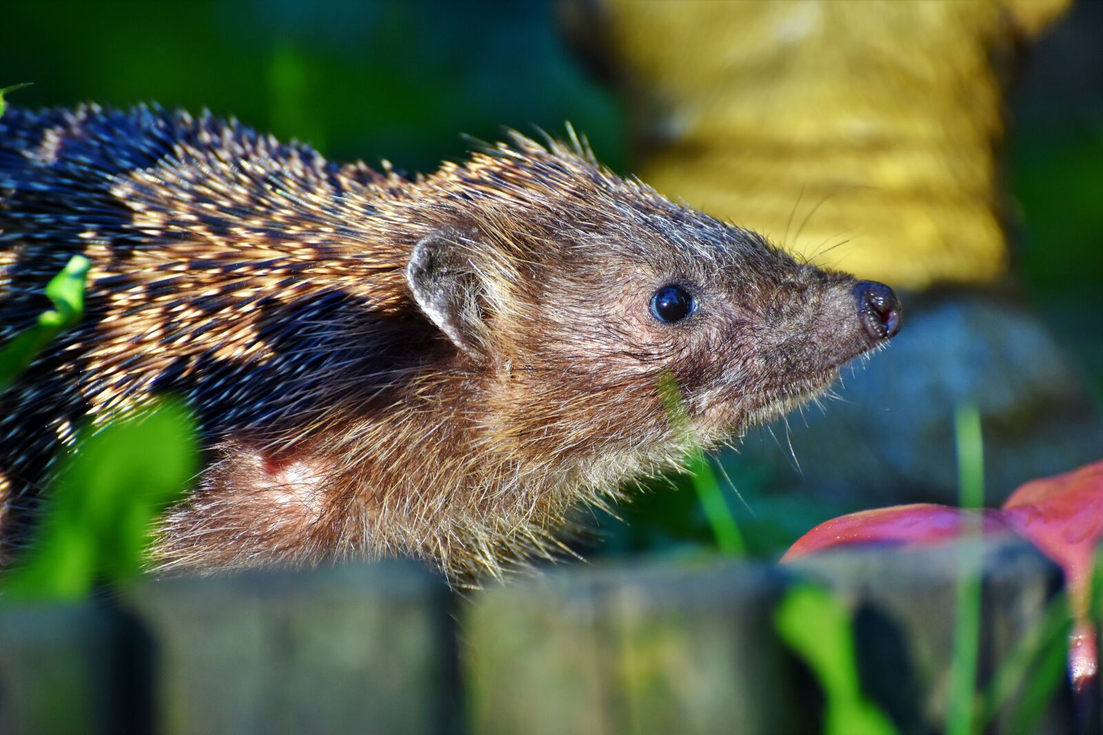 Nikon D7200 sample photo. Hedgehog, spur, hannah photography
