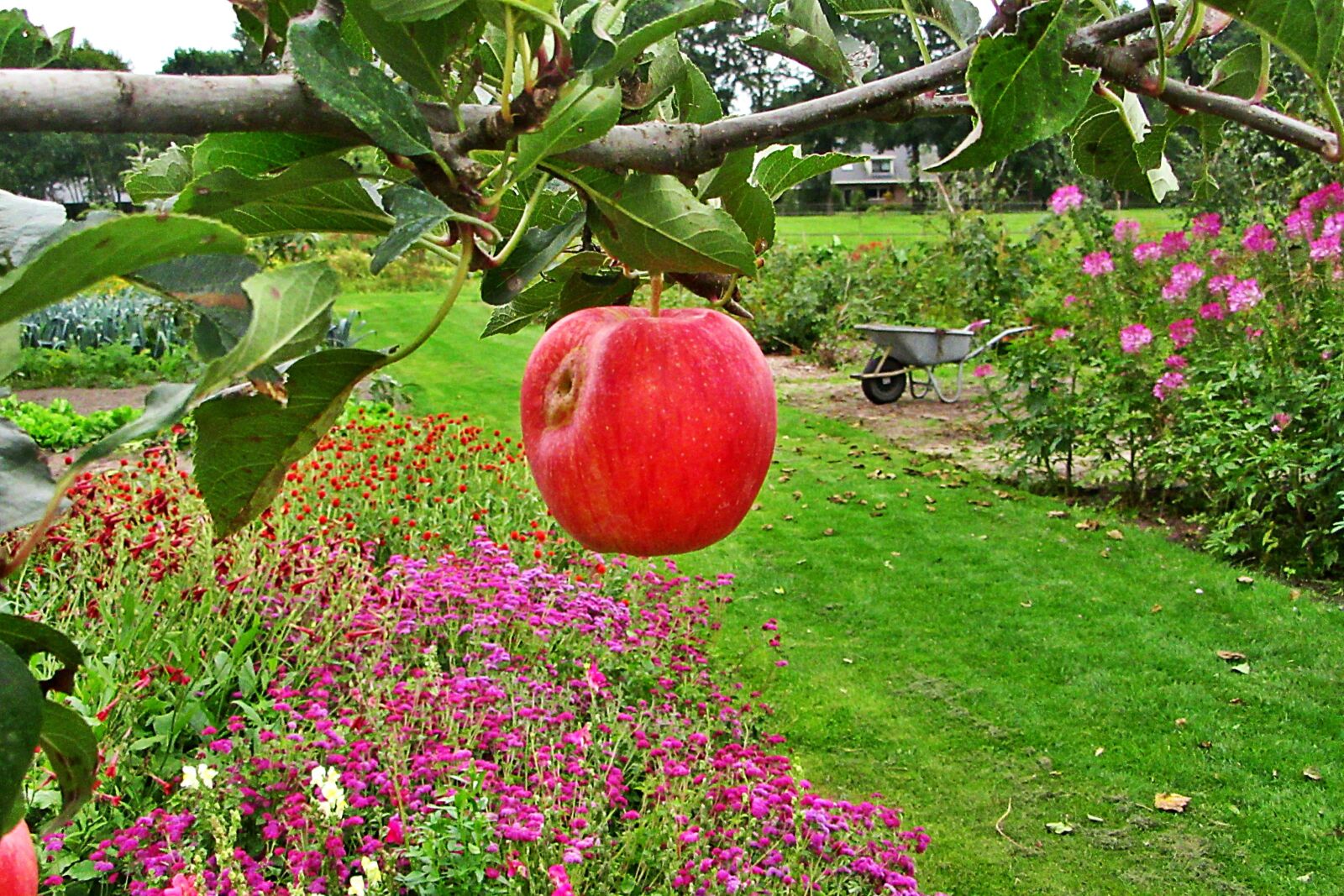 Canon PowerShot SX610 HS sample photo. Apple, red, branch photography