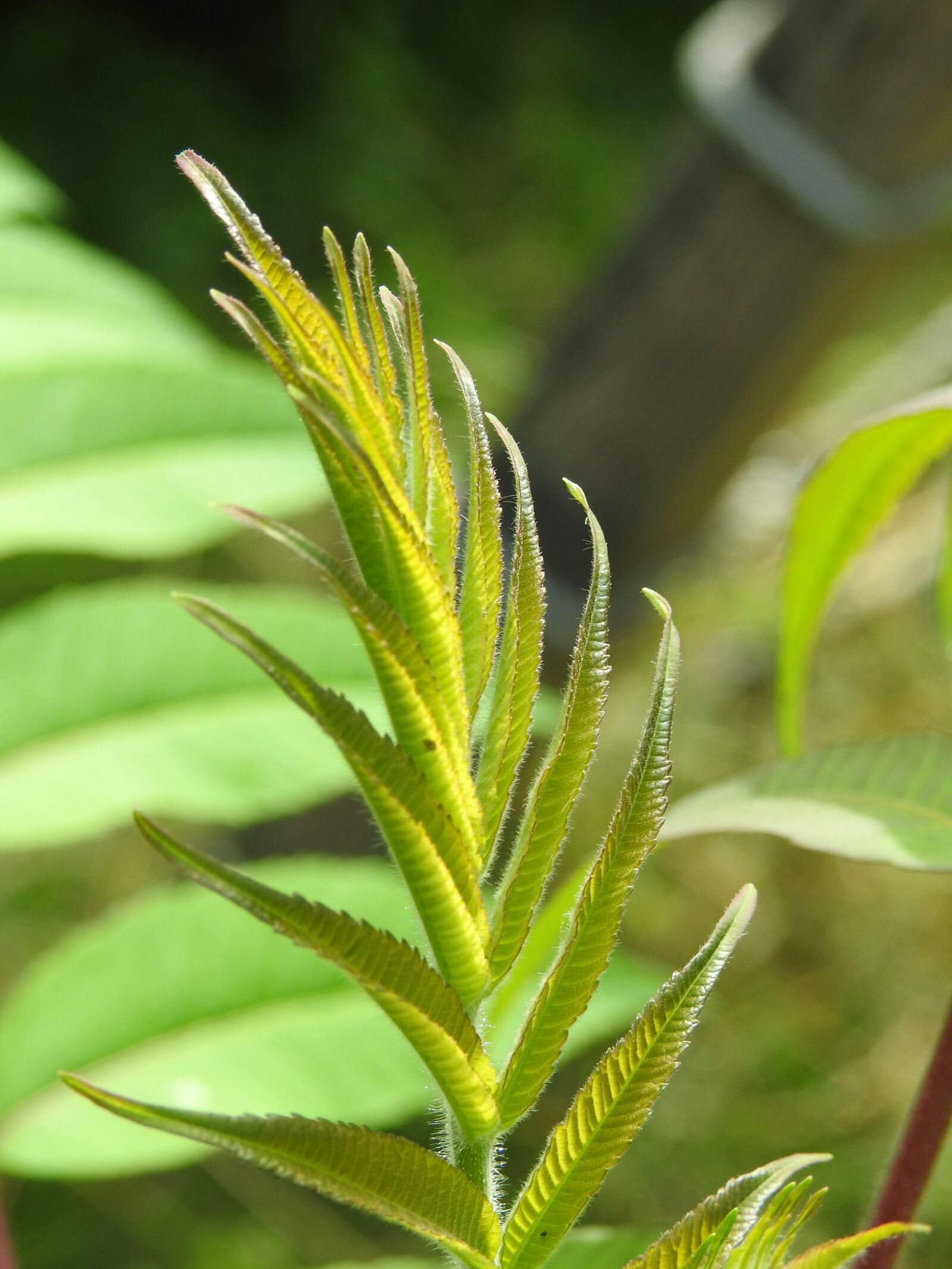 Nikon Coolpix P900 sample photo. Leaf, nature, tree photography