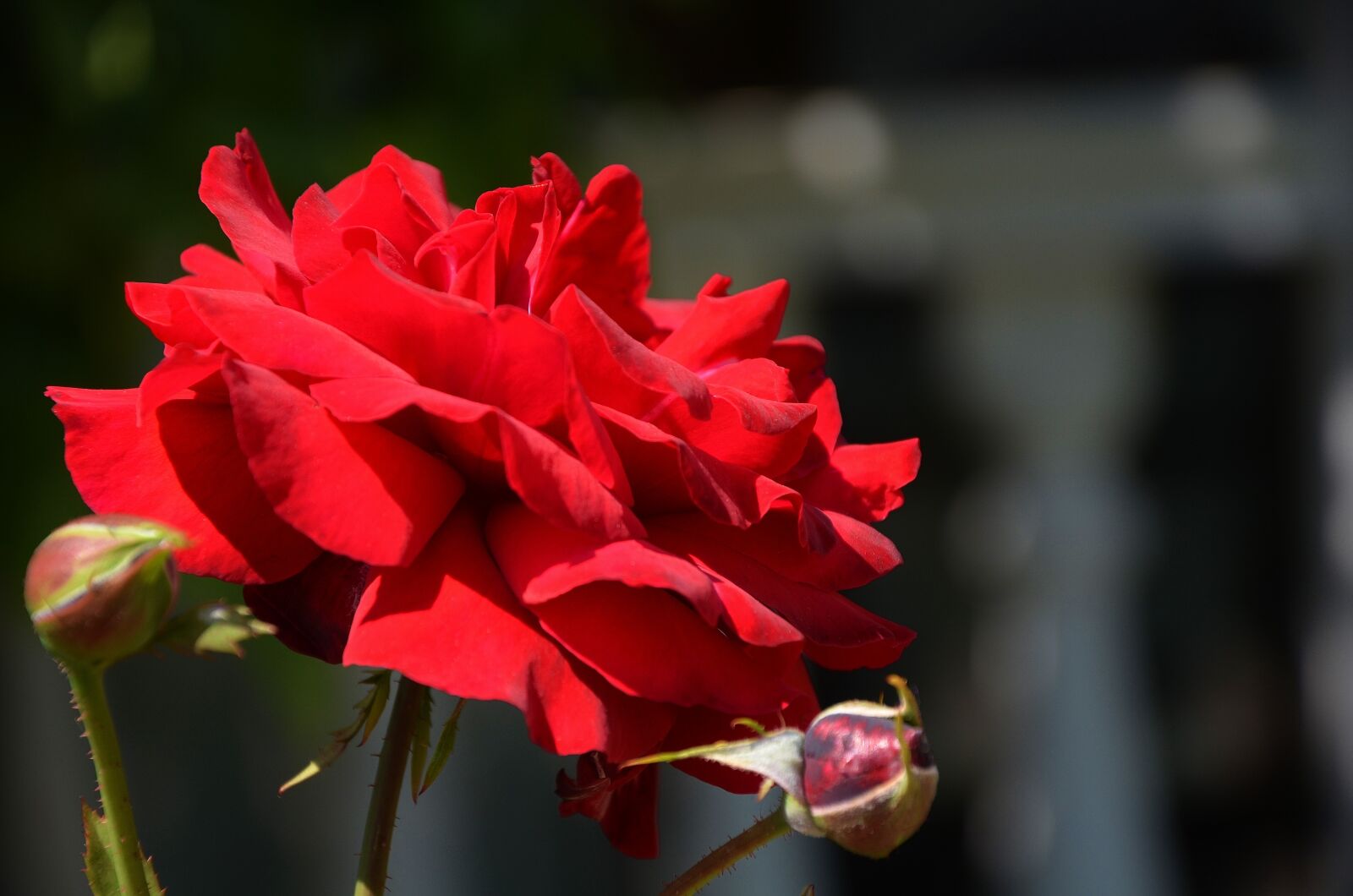 Nikon D7000 sample photo. Rose, flower, blossom photography