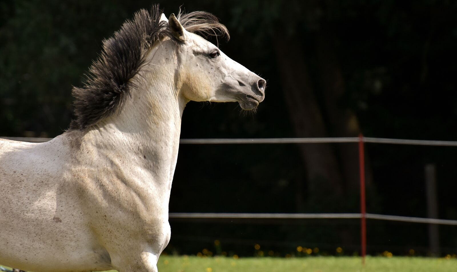 Nikon D7200 sample photo. Mold, horse, love for photography