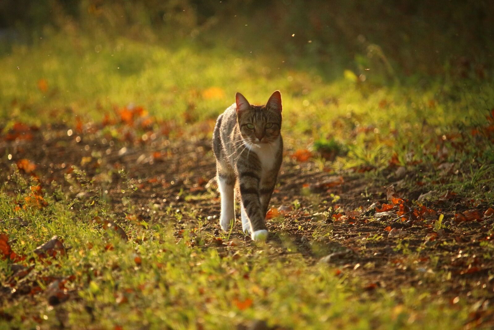 Canon EOS 100D (EOS Rebel SL1 / EOS Kiss X7) sample photo. Autumn, cat, leaves photography