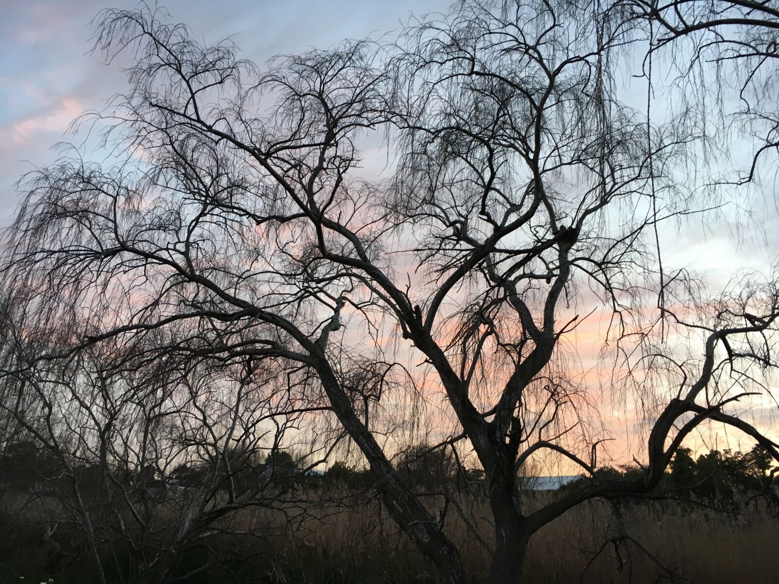 Apple iPhone 6s sample photo. Trees, sunset, silhouette photography