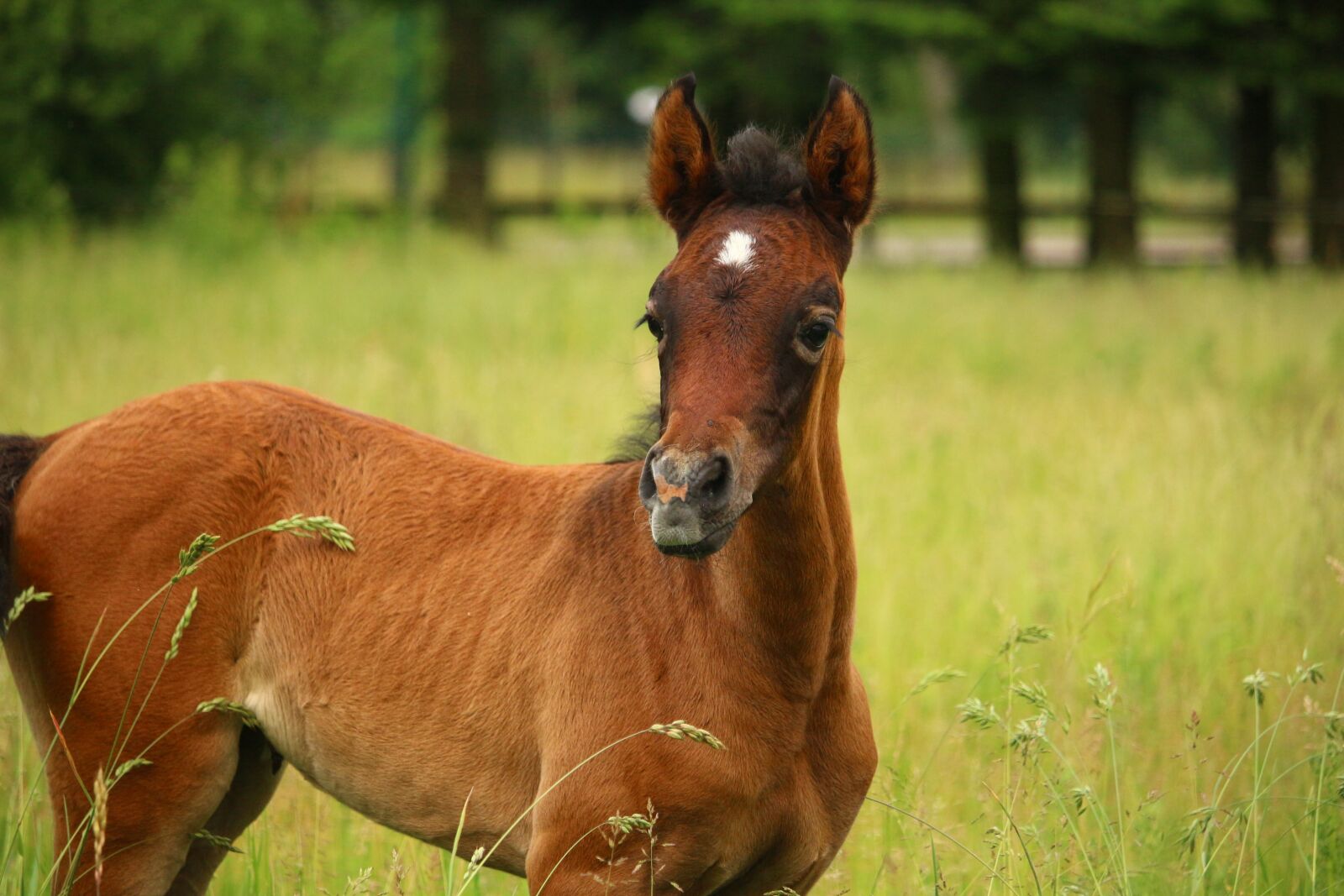 Canon EOS 100D (EOS Rebel SL1 / EOS Kiss X7) sample photo. Horse, foal, suckling photography