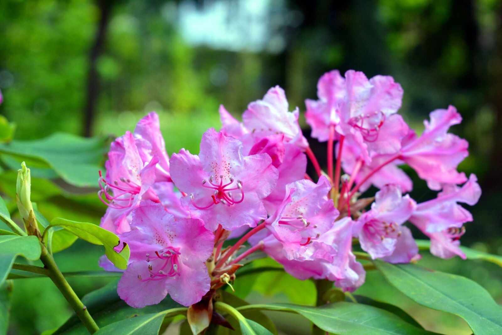 Nikon D3200 sample photo. Azalea, rhododendron, flowers photography
